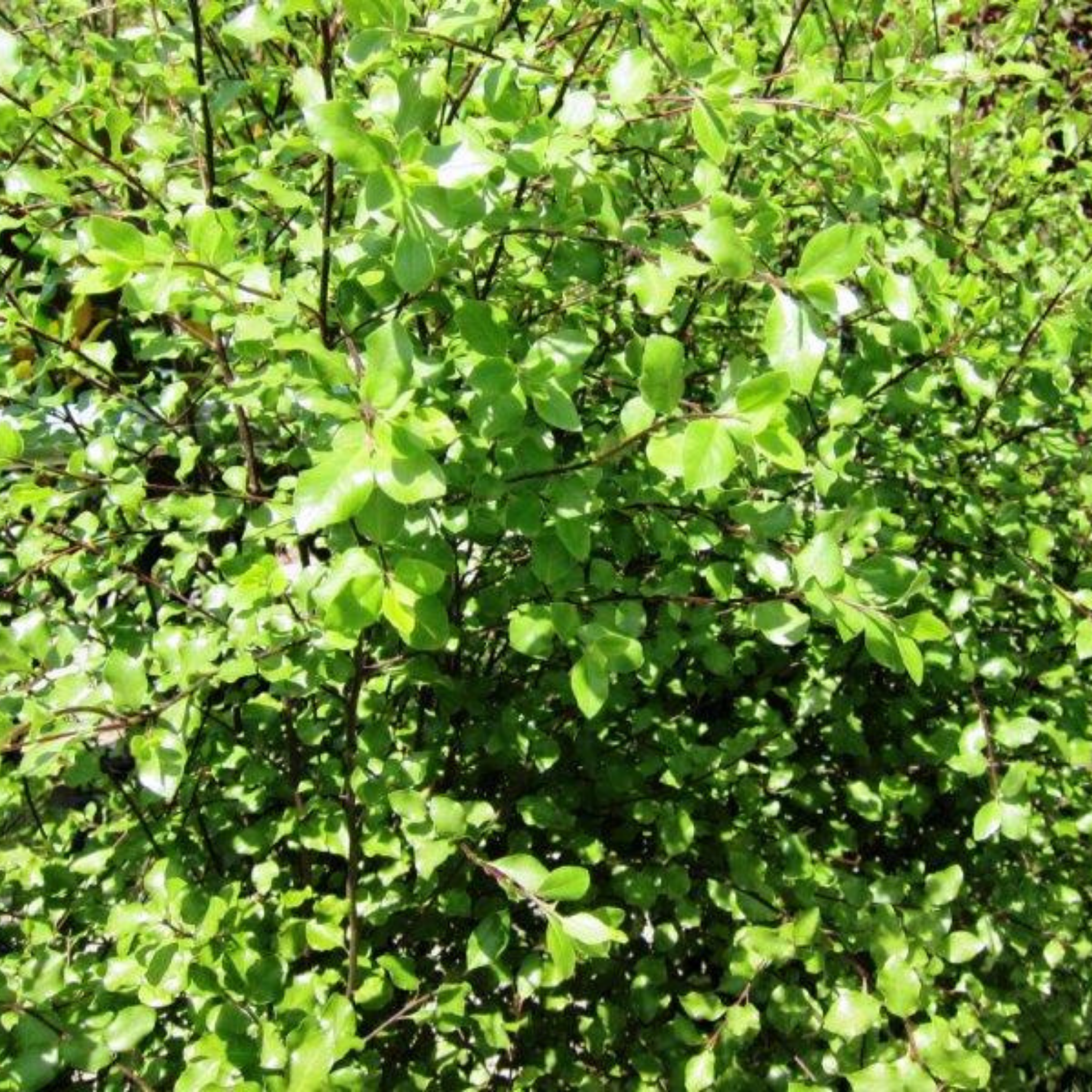 Close-up of green leaves on a tree