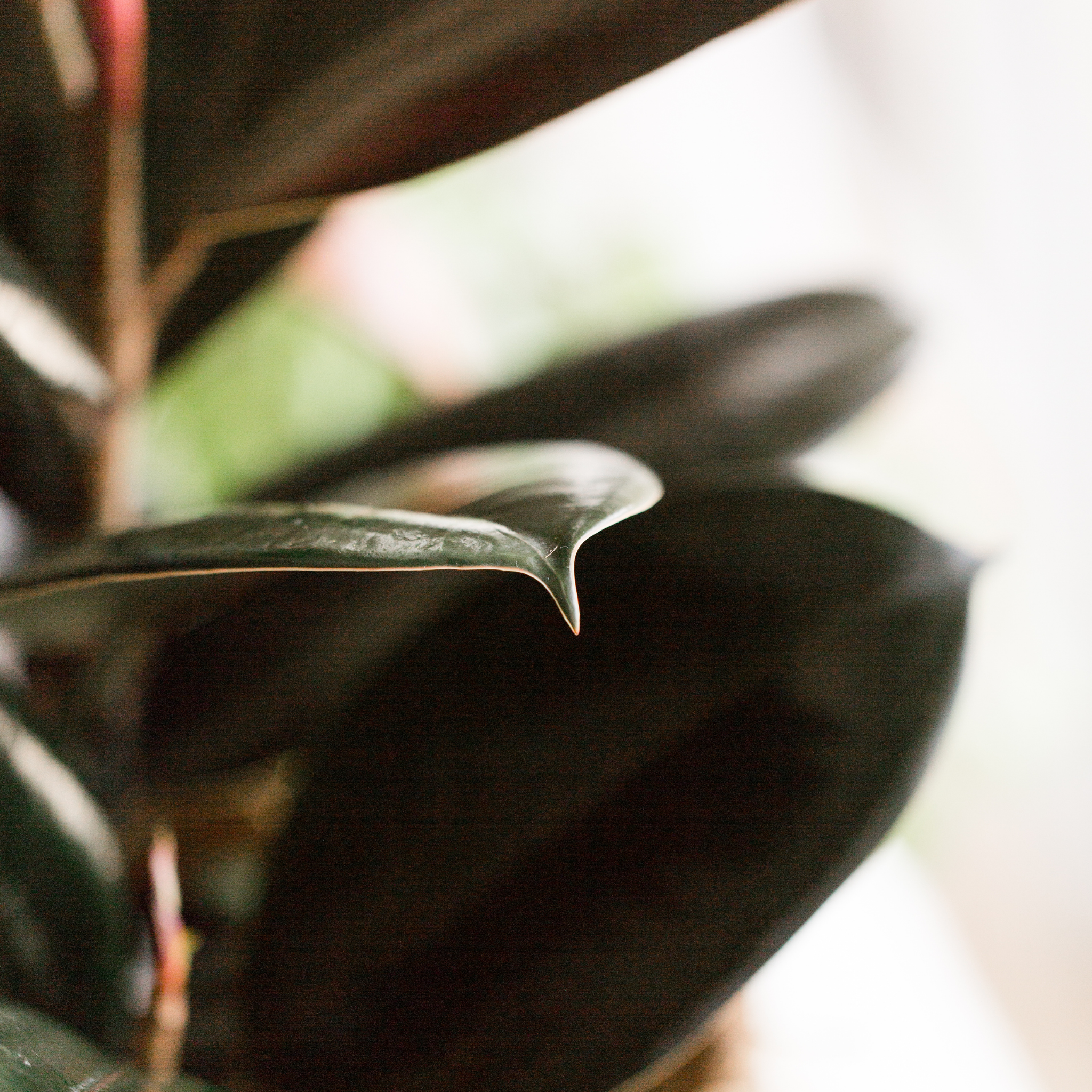 Burgundy Rubber Tree Plant - Ficus elastica Burgundy