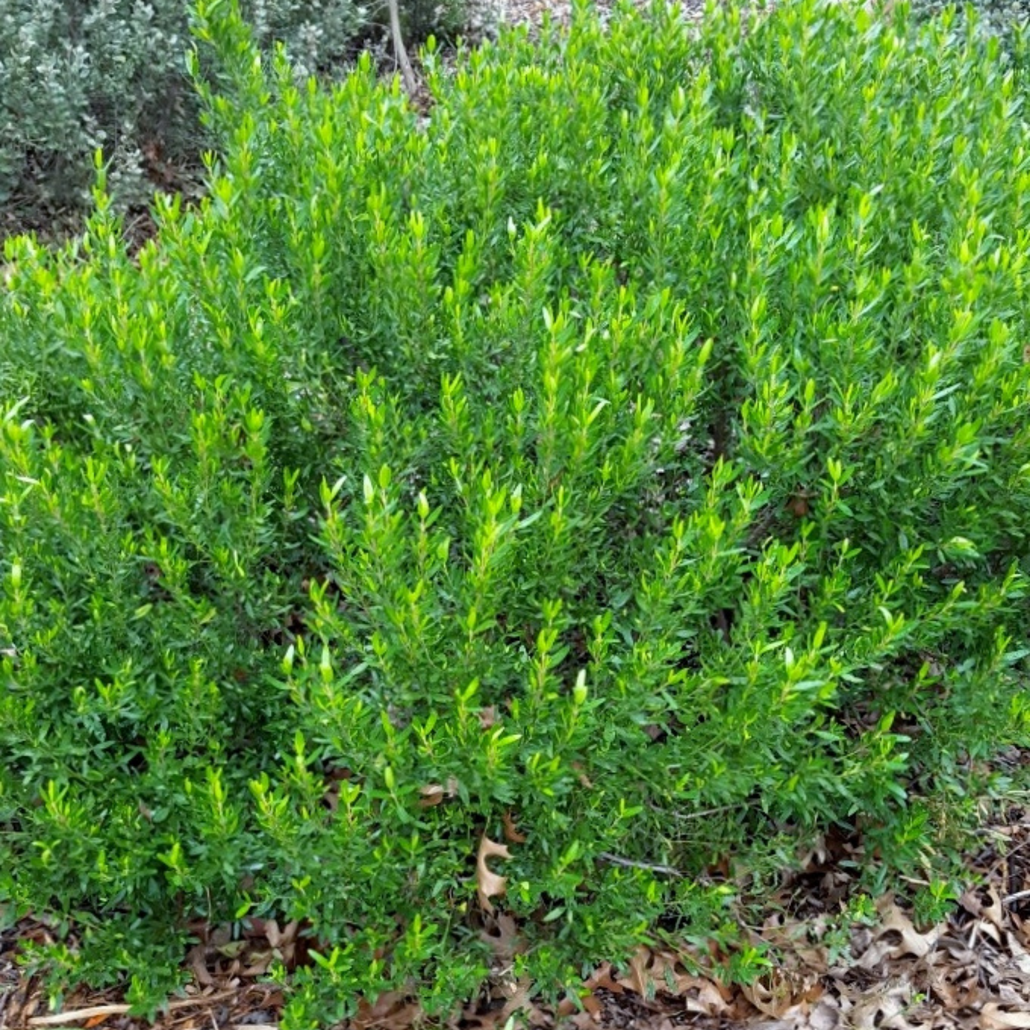 Rock Correa Coliban River - Correa glabra 'Coliban River'