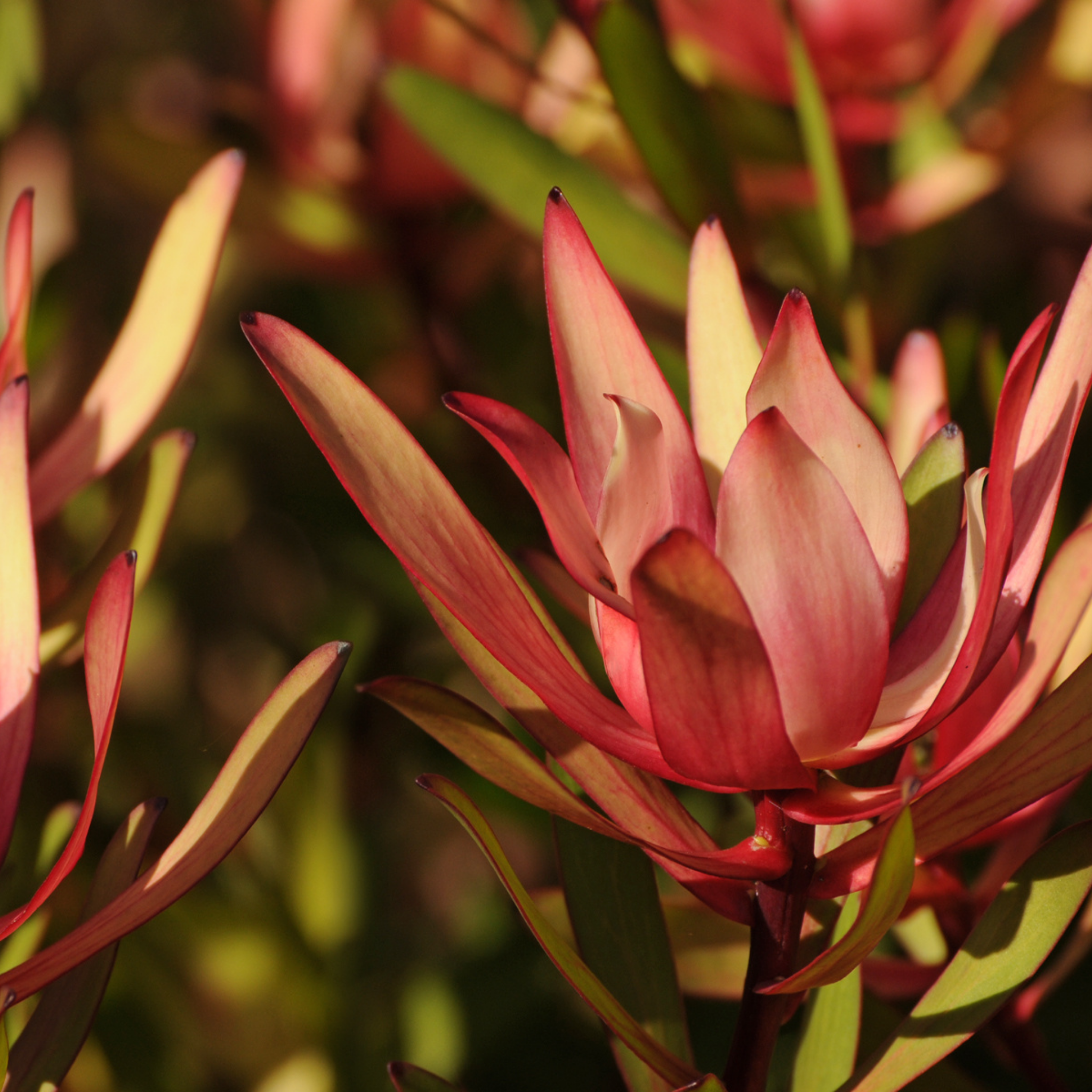 Conebush Harlequin - Leucadendron laureolum salignum Harlequin