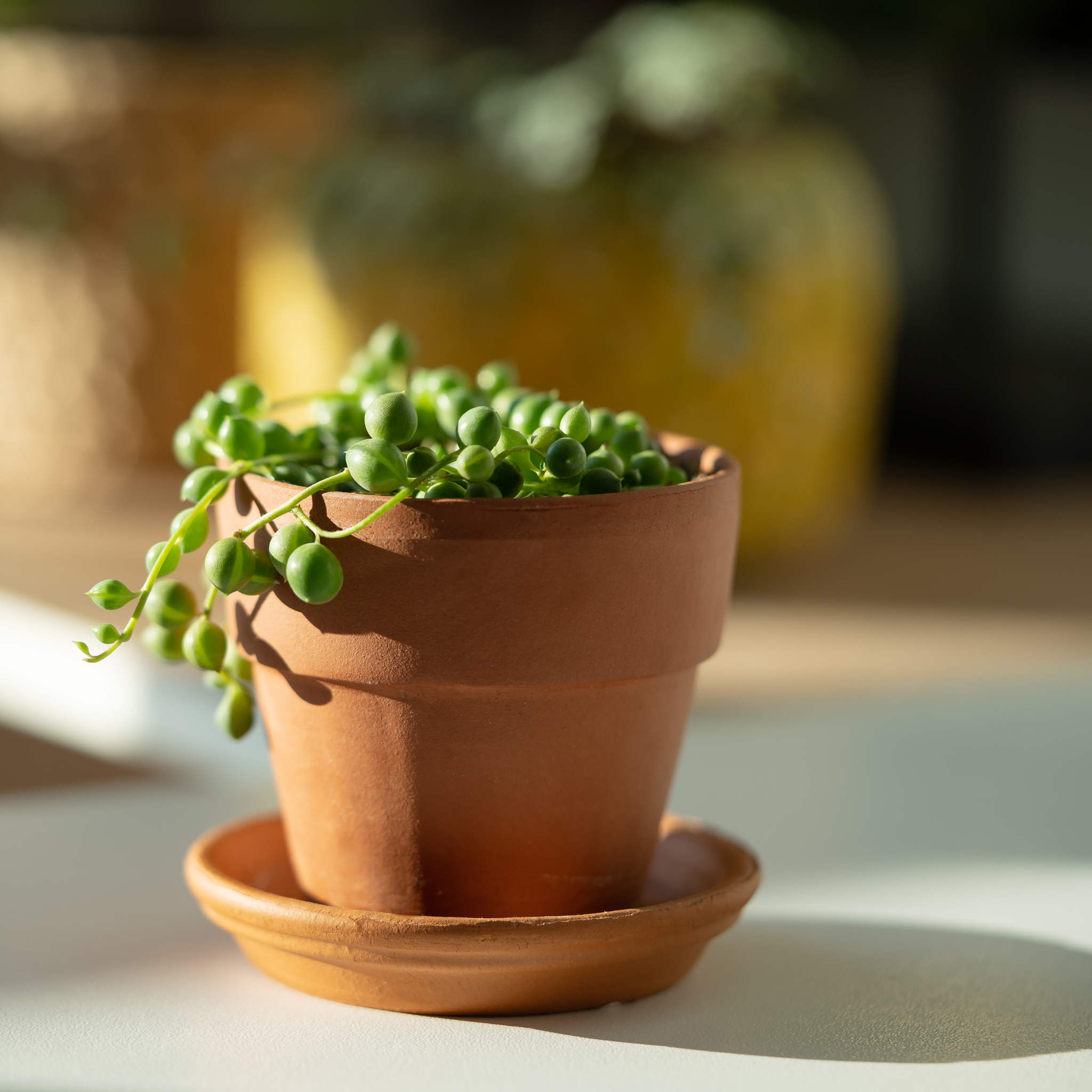 String of Pearls - Senecio rowleyanus String of Beads Succulent