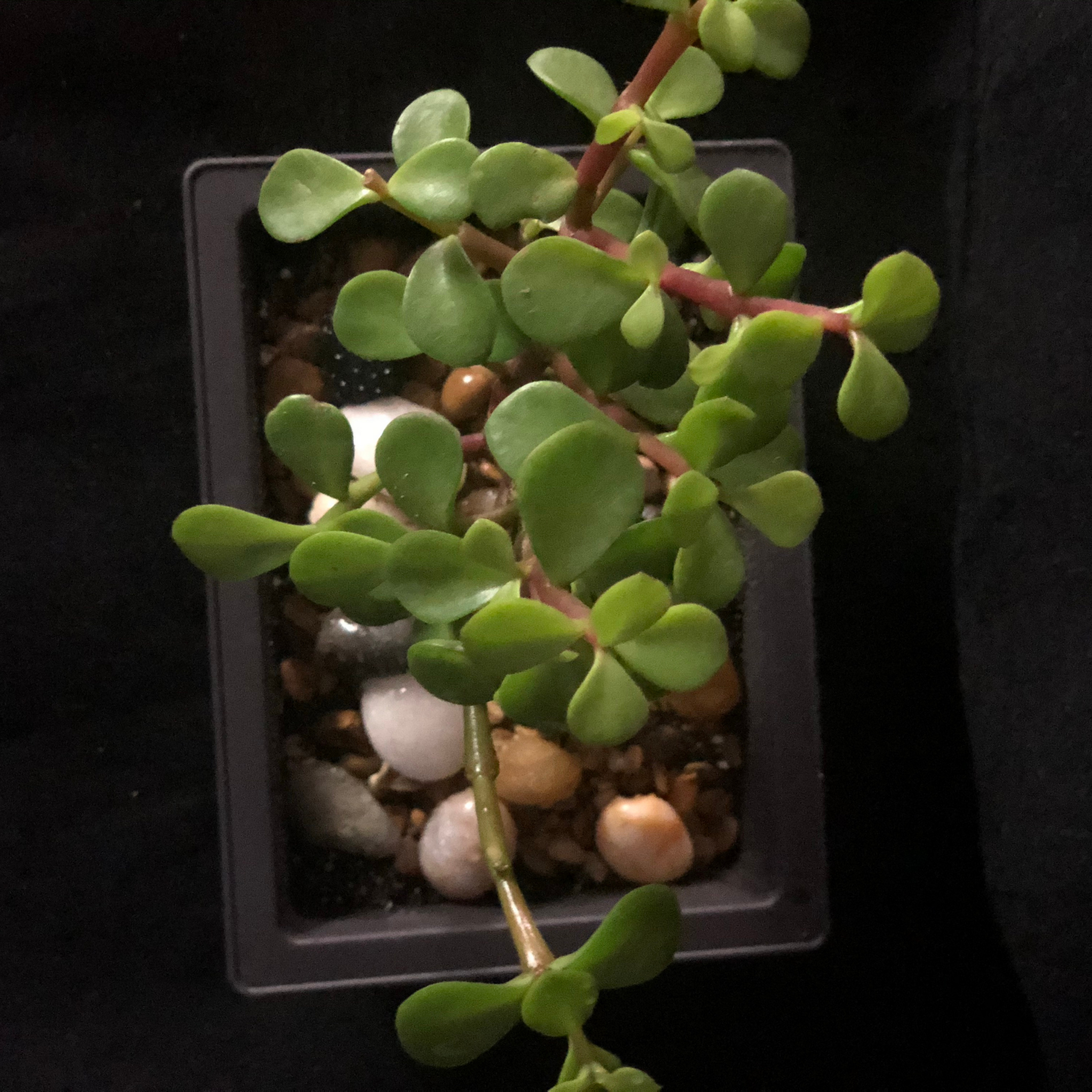 Green succulent plant in a pot with pebbles on a dark background