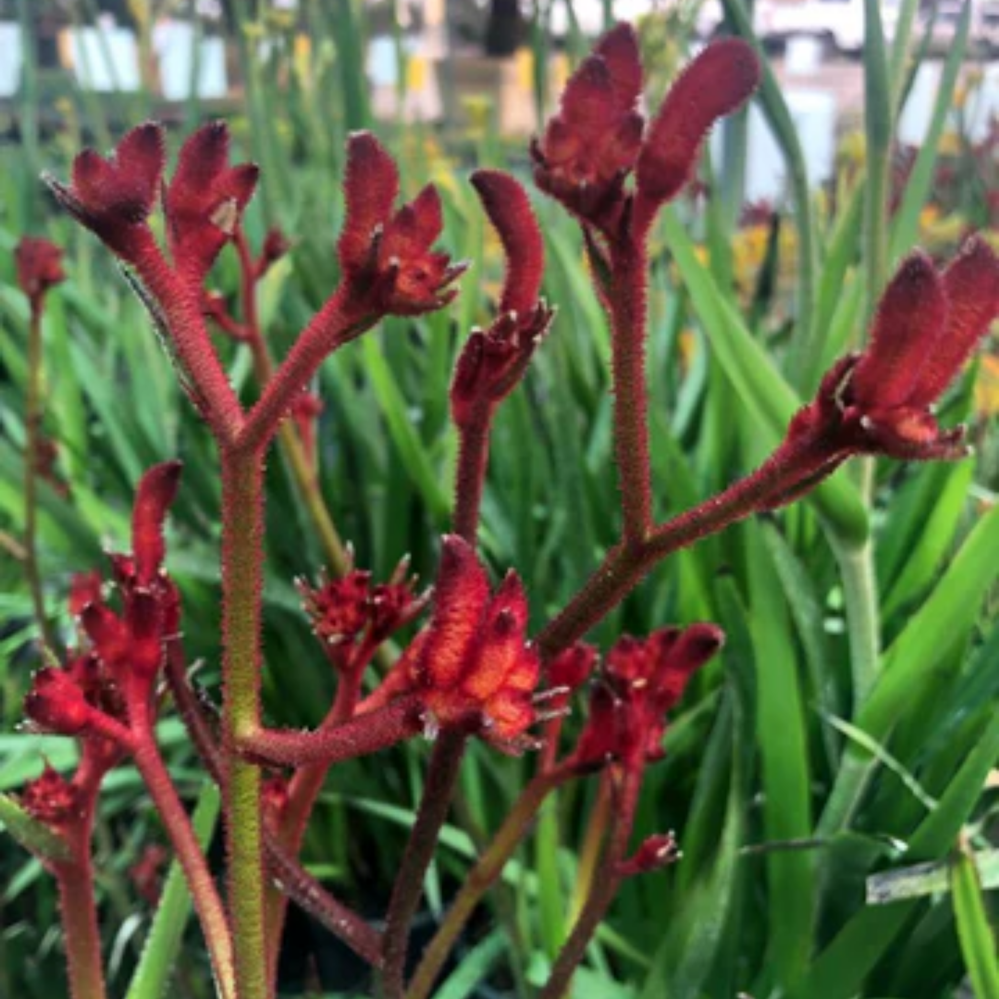 Kangaroo Paw 'Ruby Velvet' - Anigozanthos hybrida