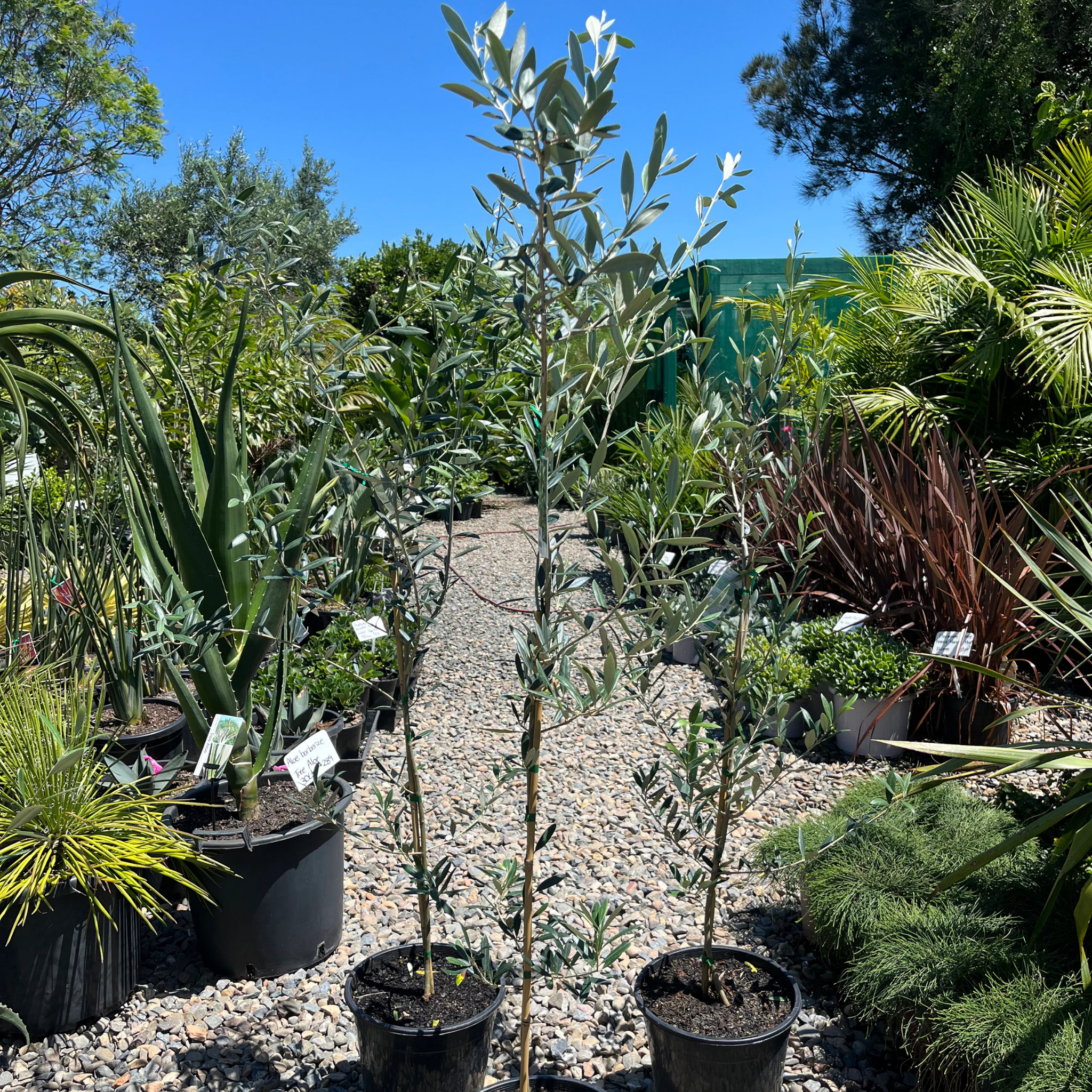 Paragon Olive Tree - Olea europaea Paragon