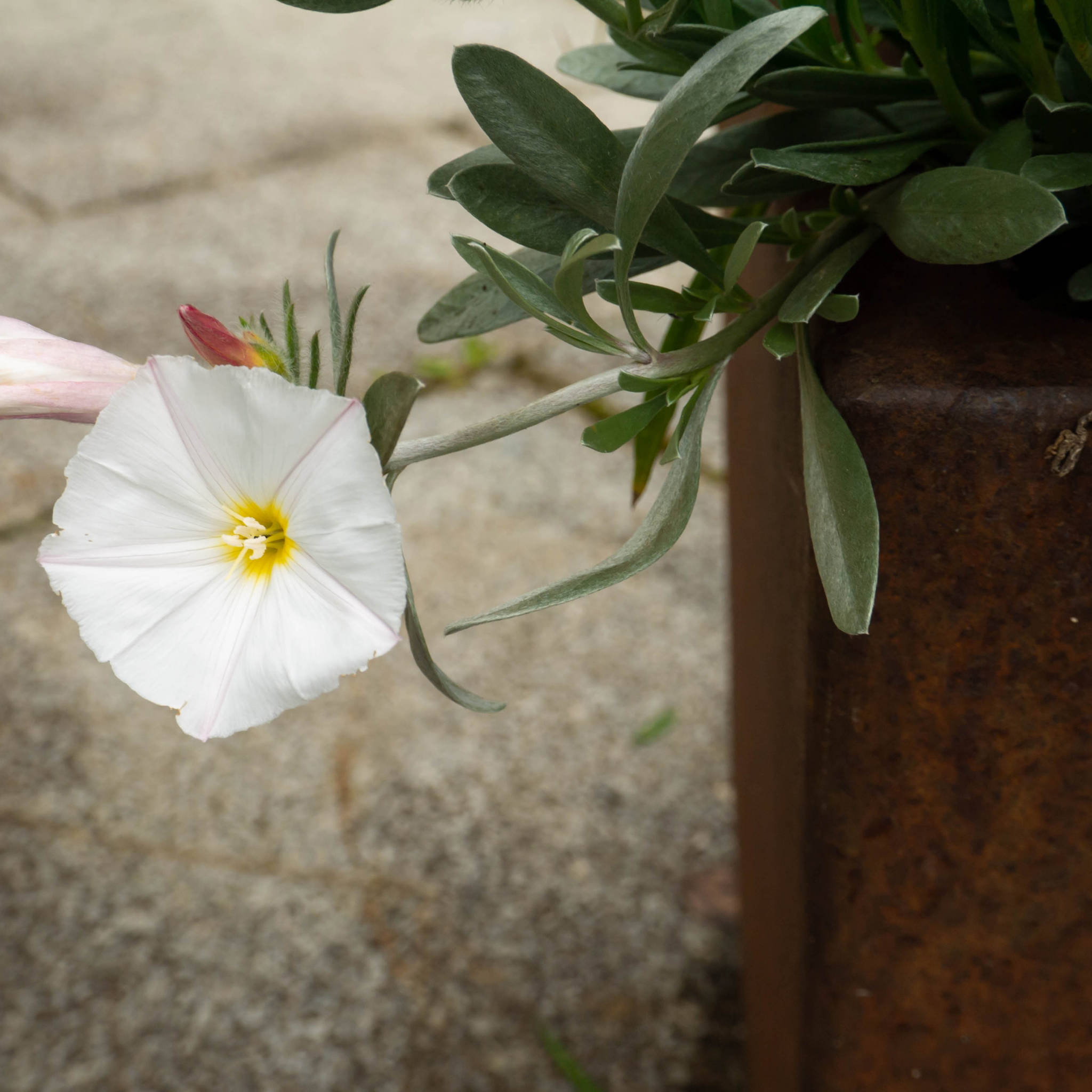 Silver Bush - Convolvulus cneorum Silvery Moon