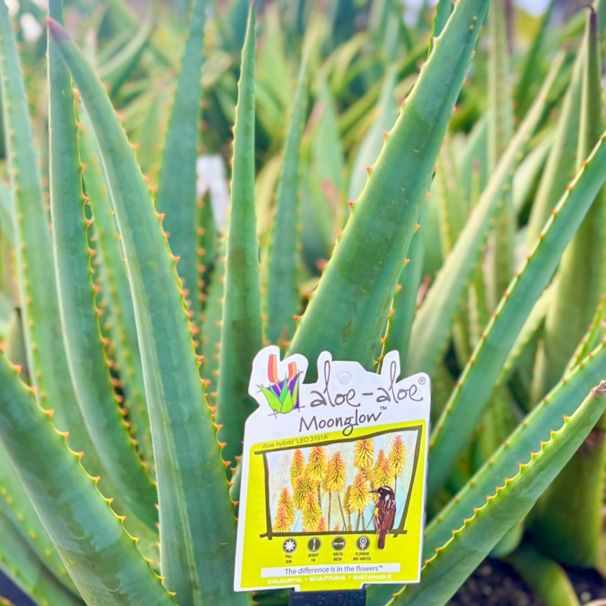 Aloe hybrida Moonglow