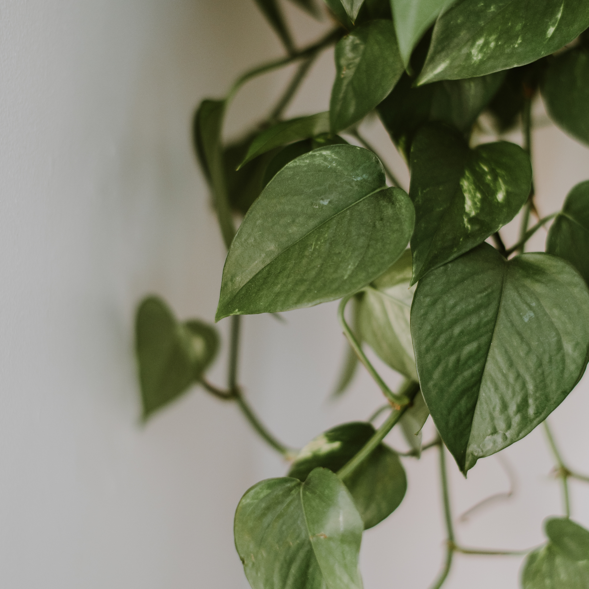 Green Dragon Golden Pothos - Epipremnum aureum Devil's Ivy