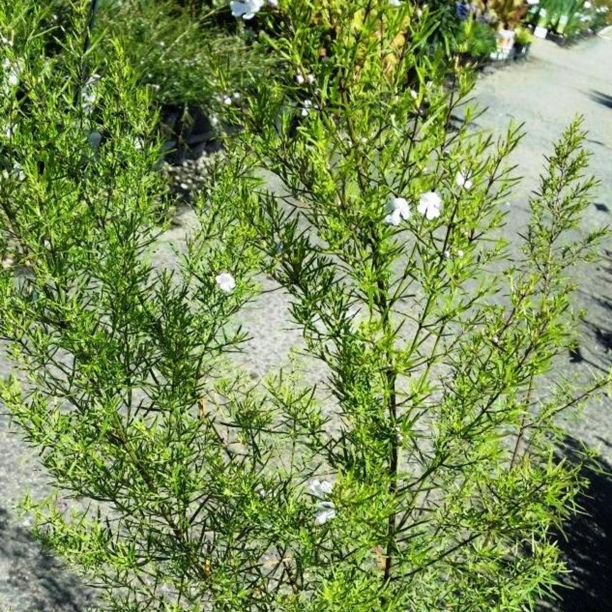 Long Leaved Westringia - Westringia longifolia
