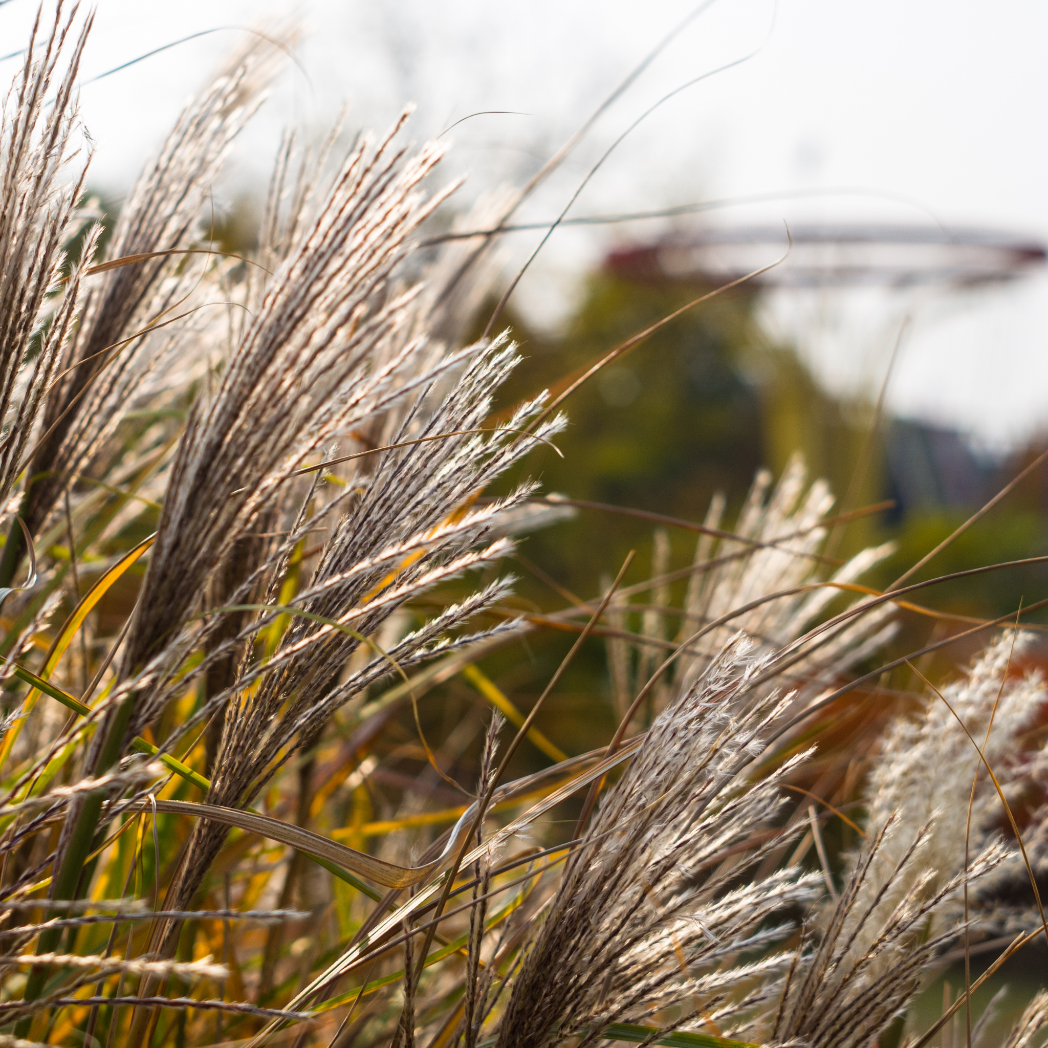 Chinese Silver Grass - Miscanthus sinensis Sarabande
