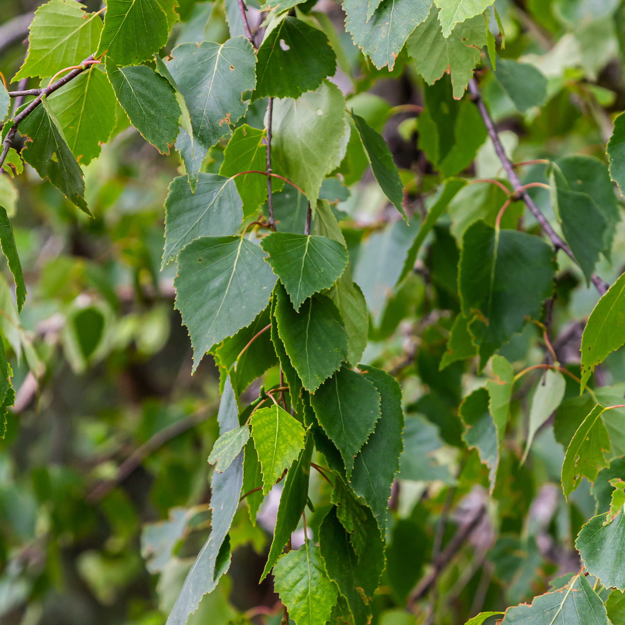 Close-up of green leaves on a tree branch