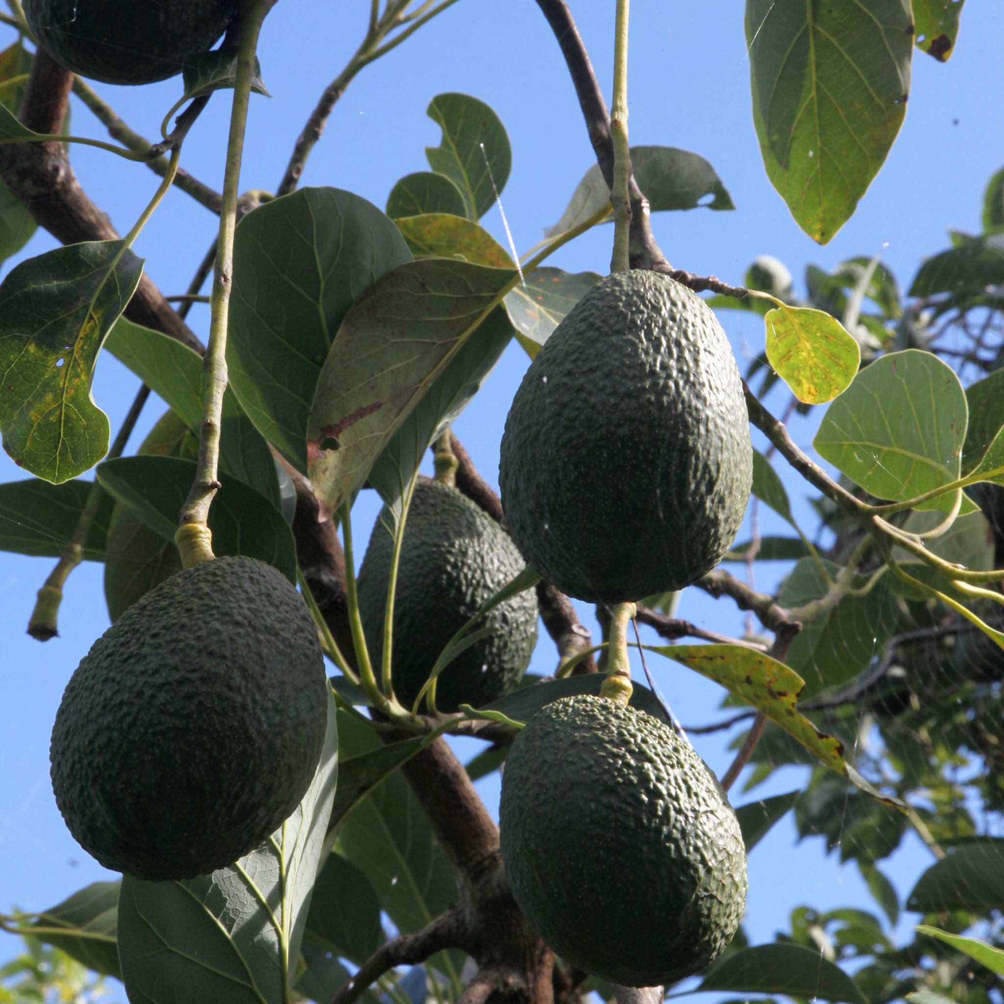Jala Avocado Tree - Persea americana 'Jala'