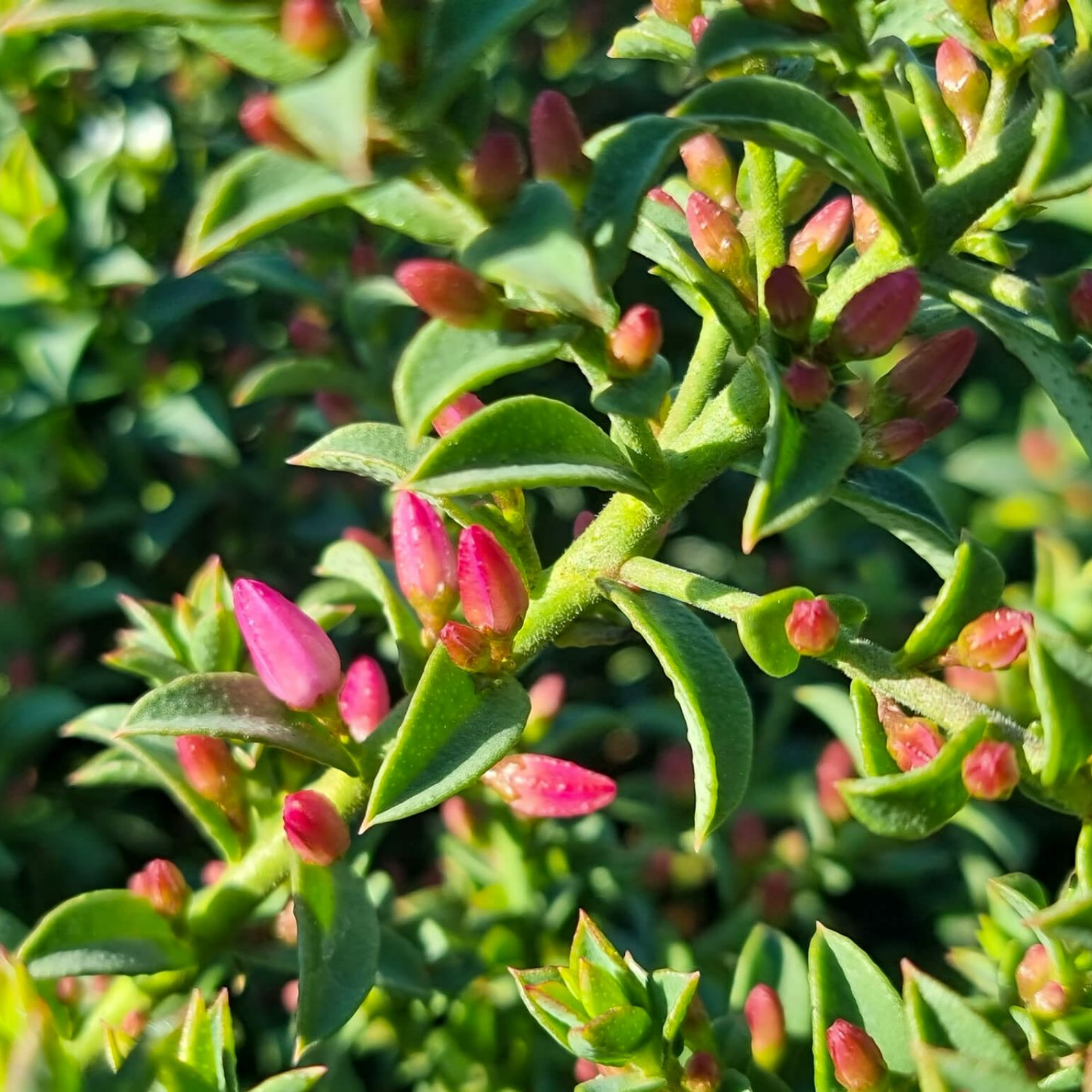 Box Leaf Wax Flower - Philotheca buxifolia Cascade of Stars