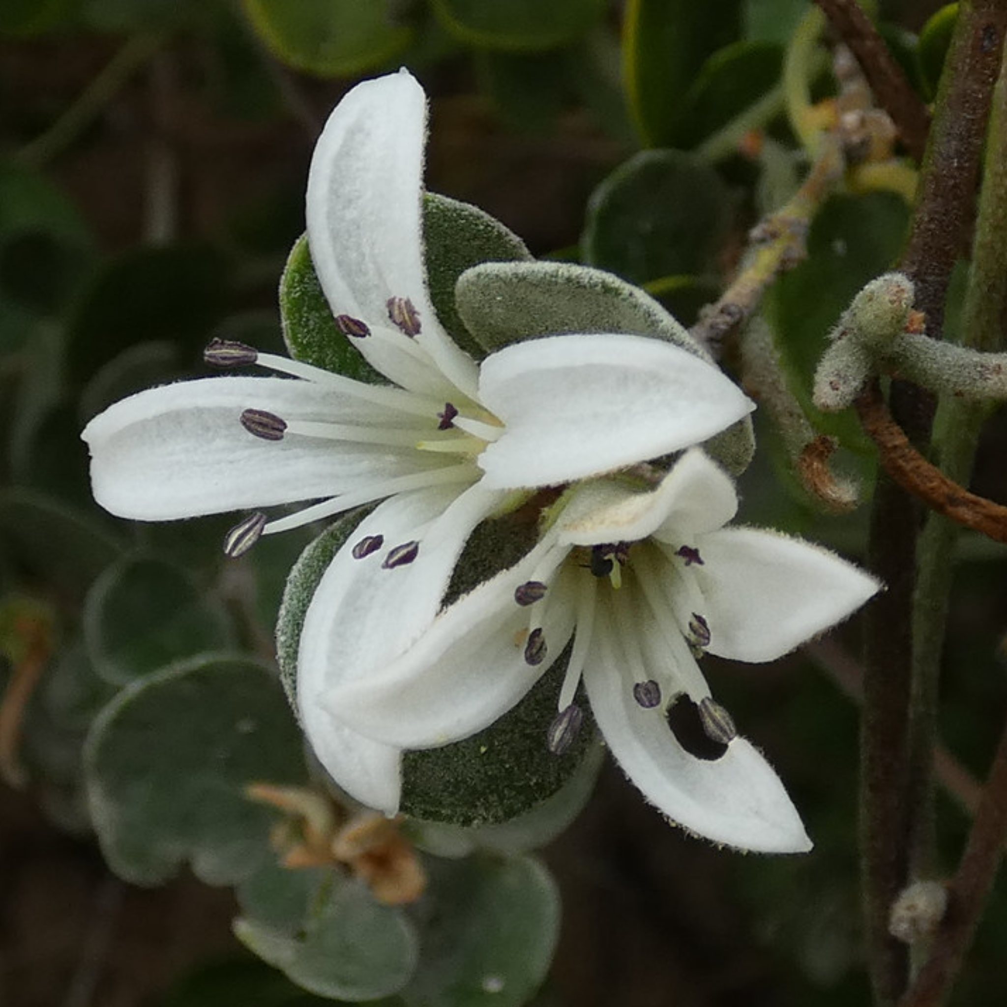 White Correa - Correa alba