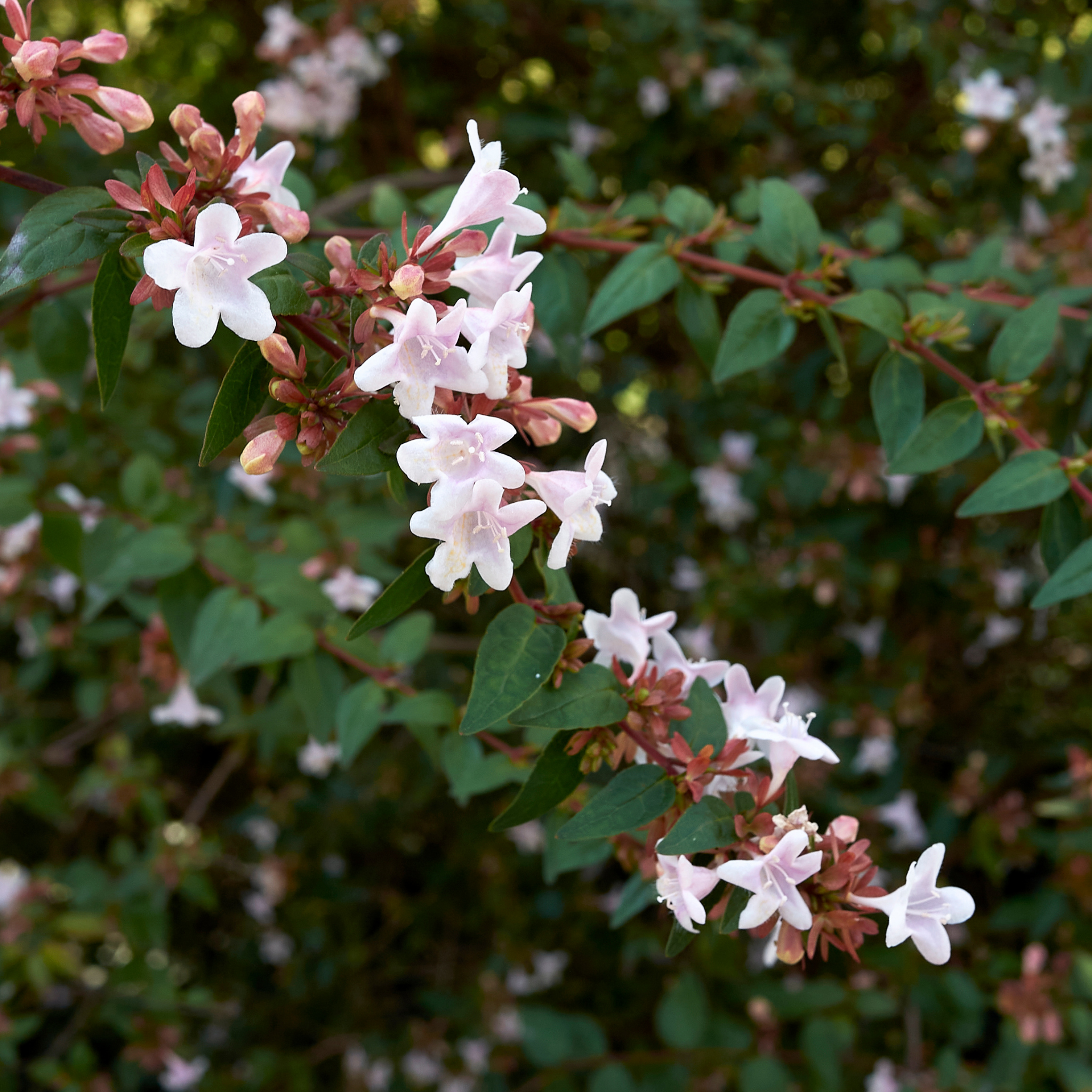 Dwarf Glossy Abelia - Abelia grandiflora 'Nana'