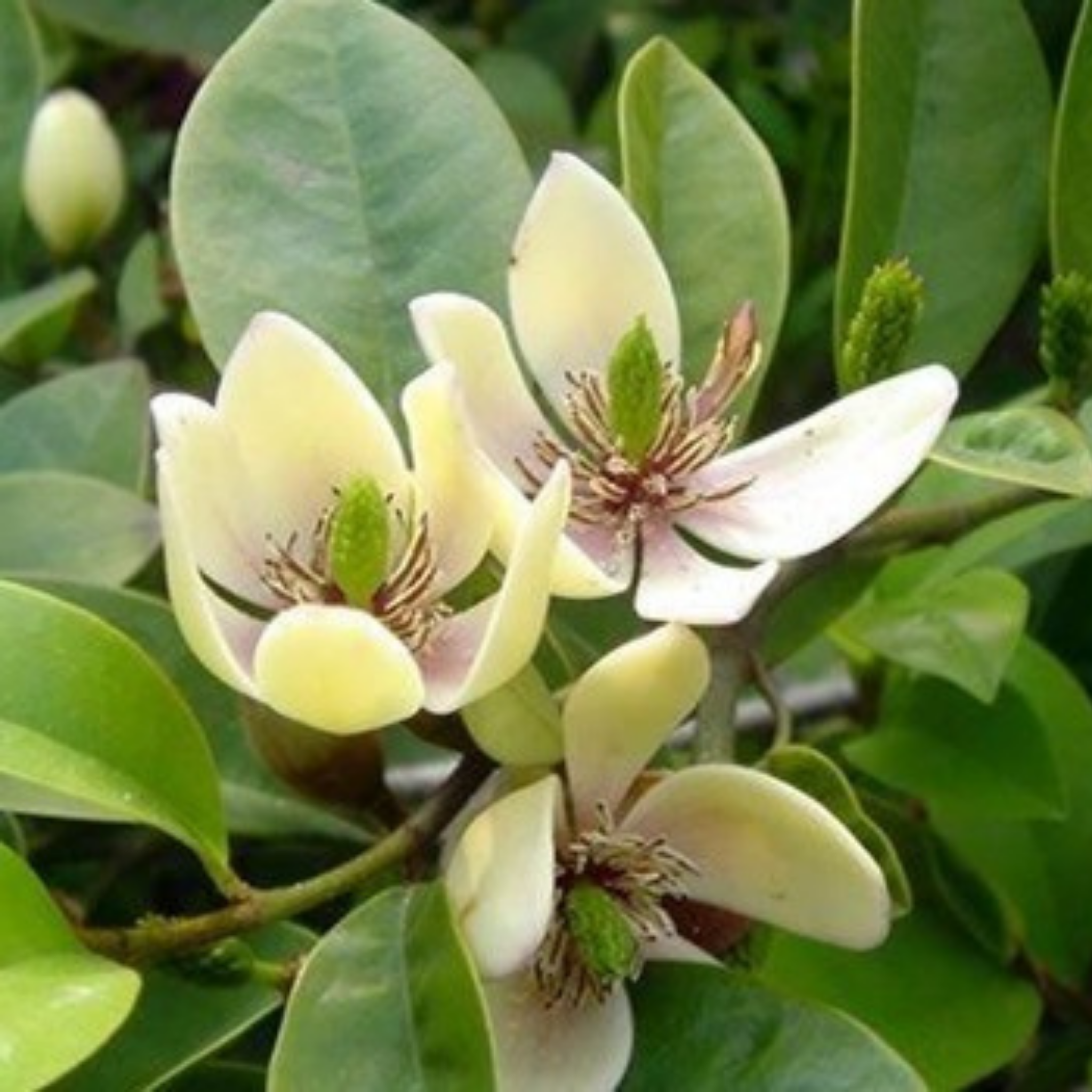 Port Wine Magnolia - Magnolia Michelia figo