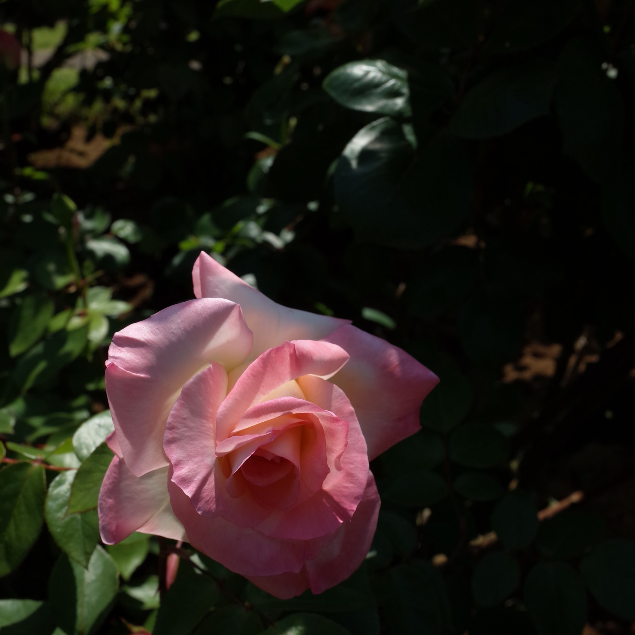 Princesse De Monaco Hybrid Tea Rose - Rosa Princesse De Monaco