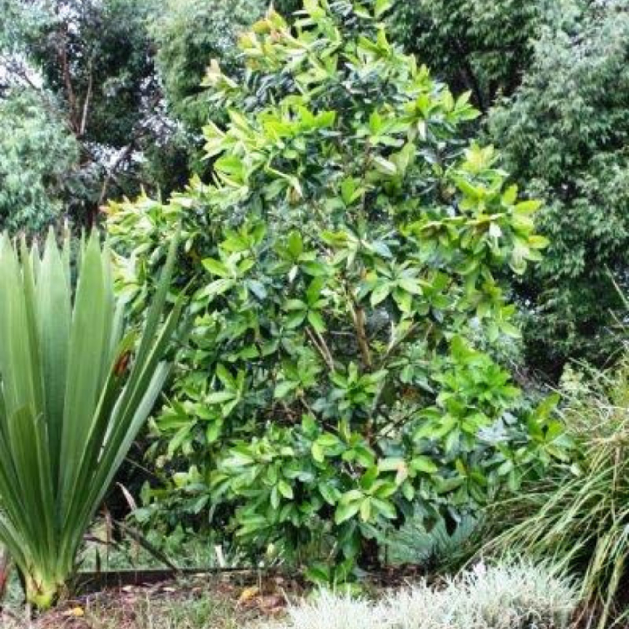 Green bush with trees and plants in the background