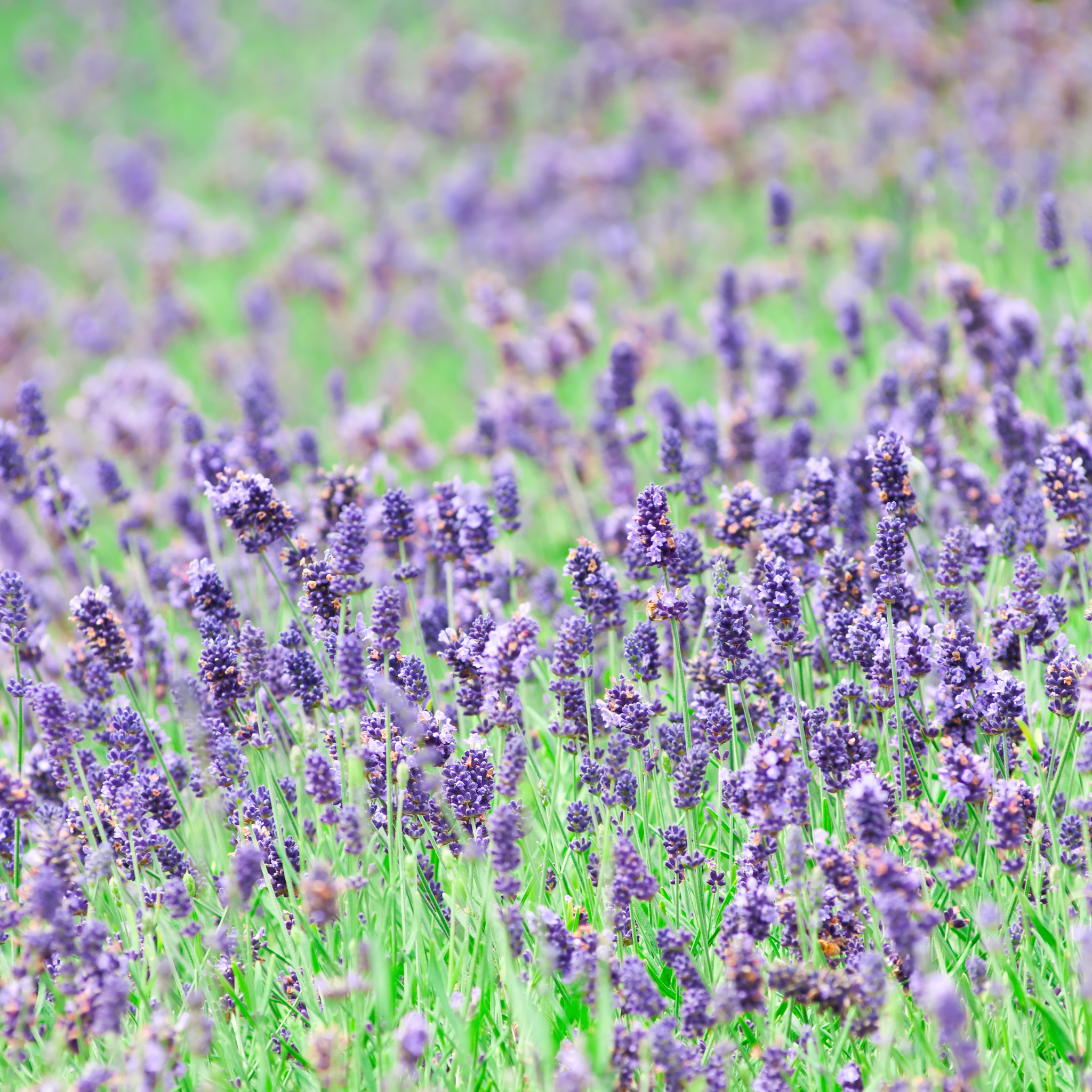 English Lavender - Lavandula angustifolia