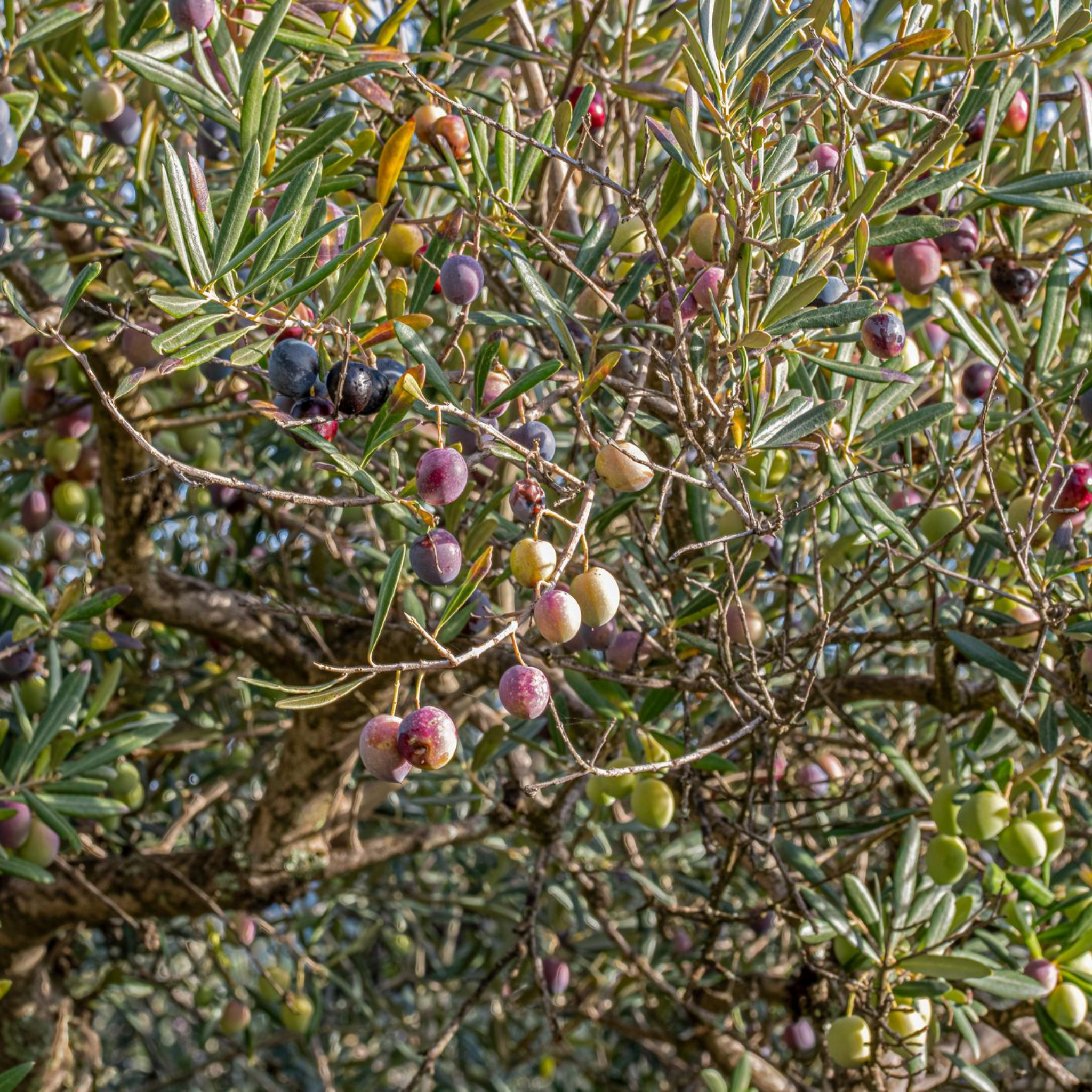 Verdale Olive Tree - Olea europaea Verdale
