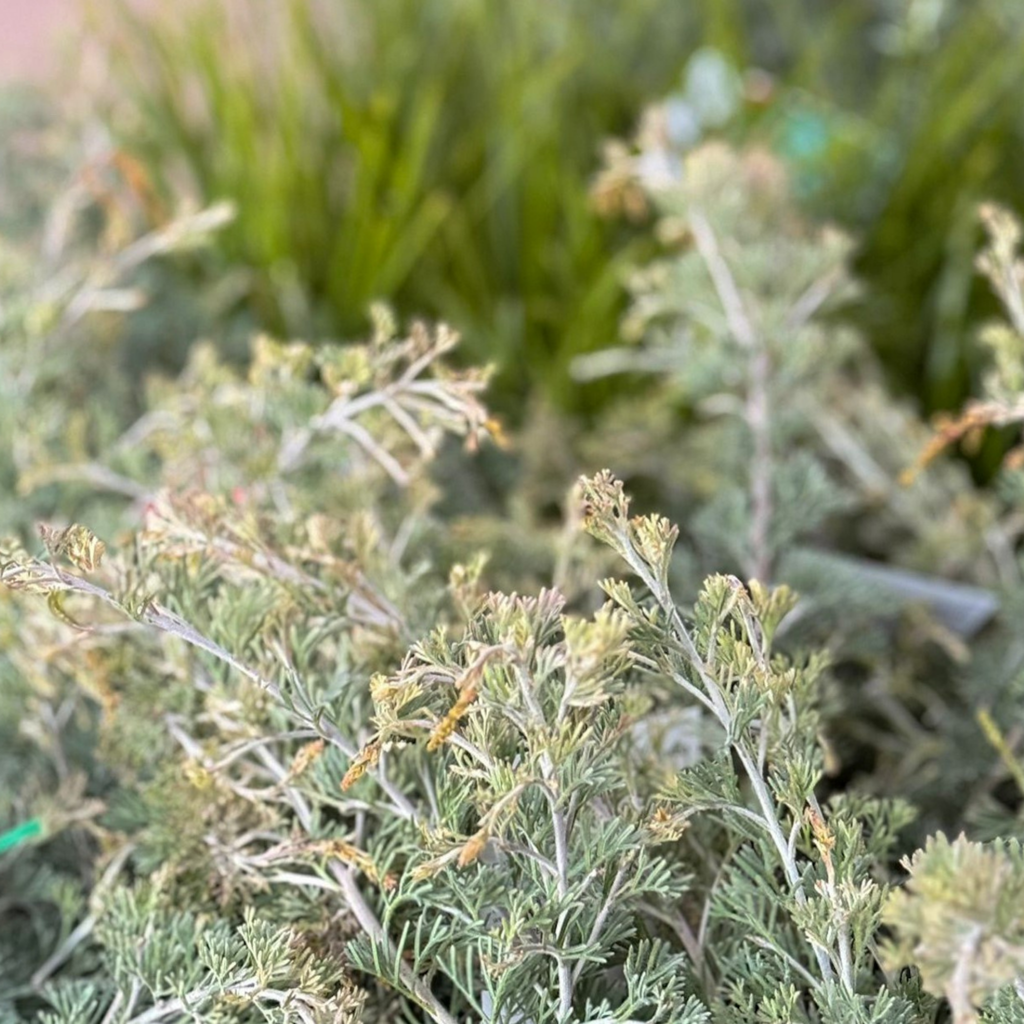 Grevillea preissii Seaspray