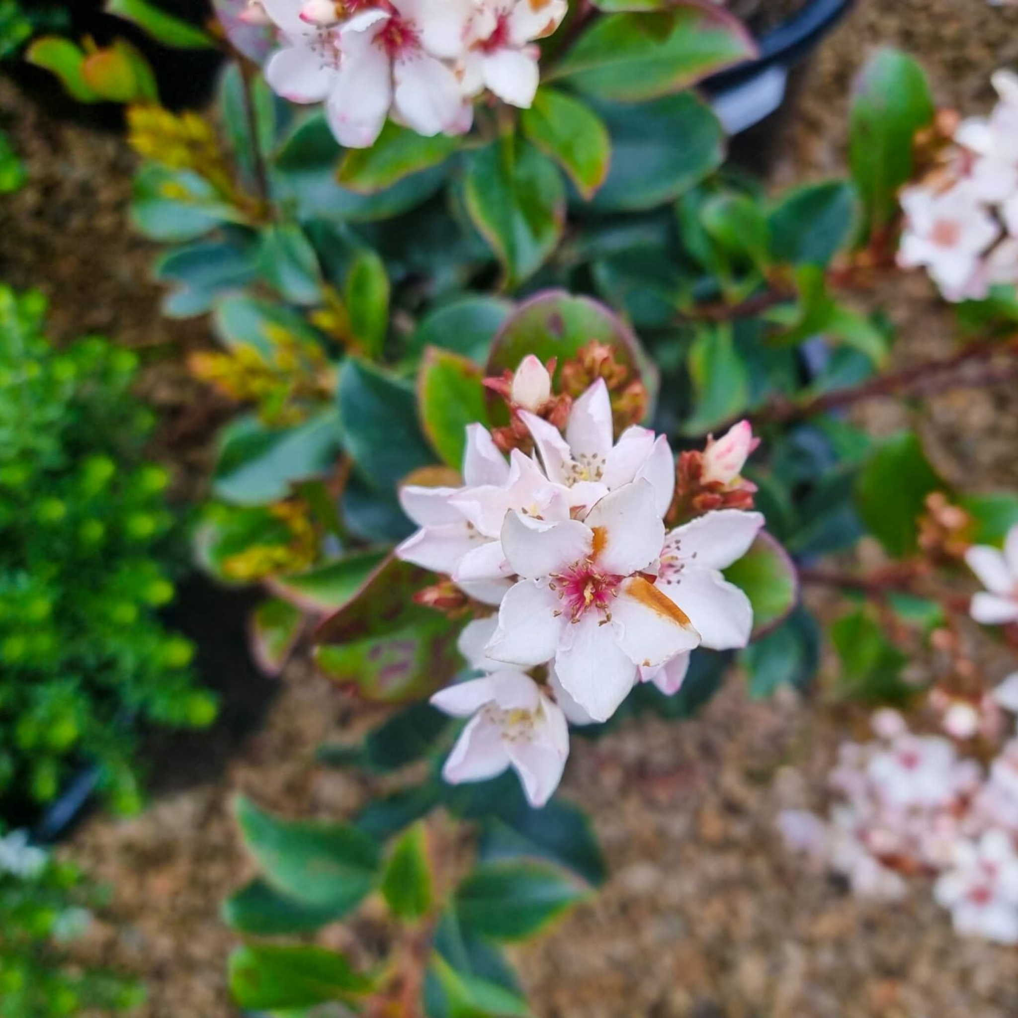 Indian hawthorn Hot Tips - Rhaphiolepis rosiflora Hot Tips