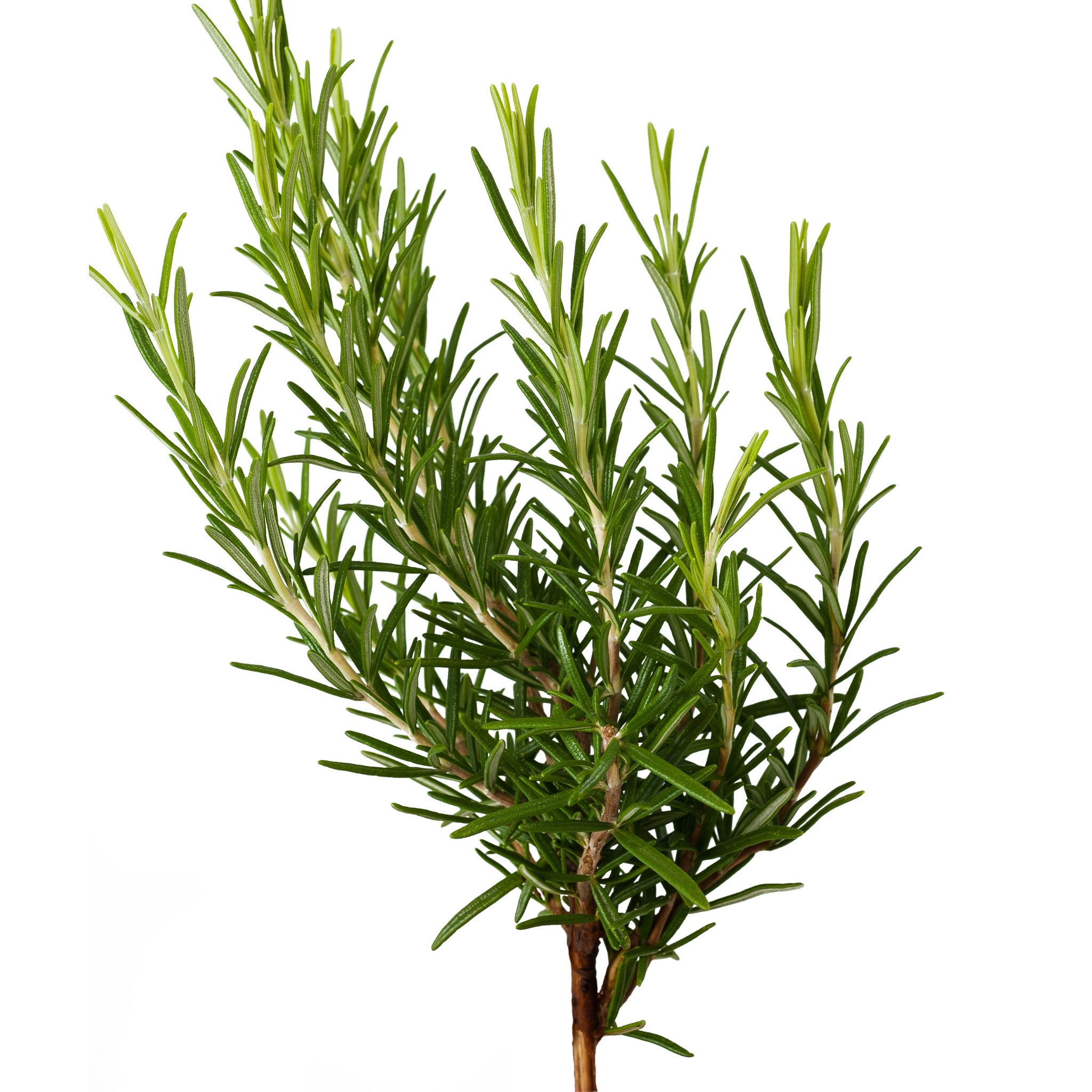 Rosemary Chefs Choice - Rosmarinus officinalis Chefs Choice