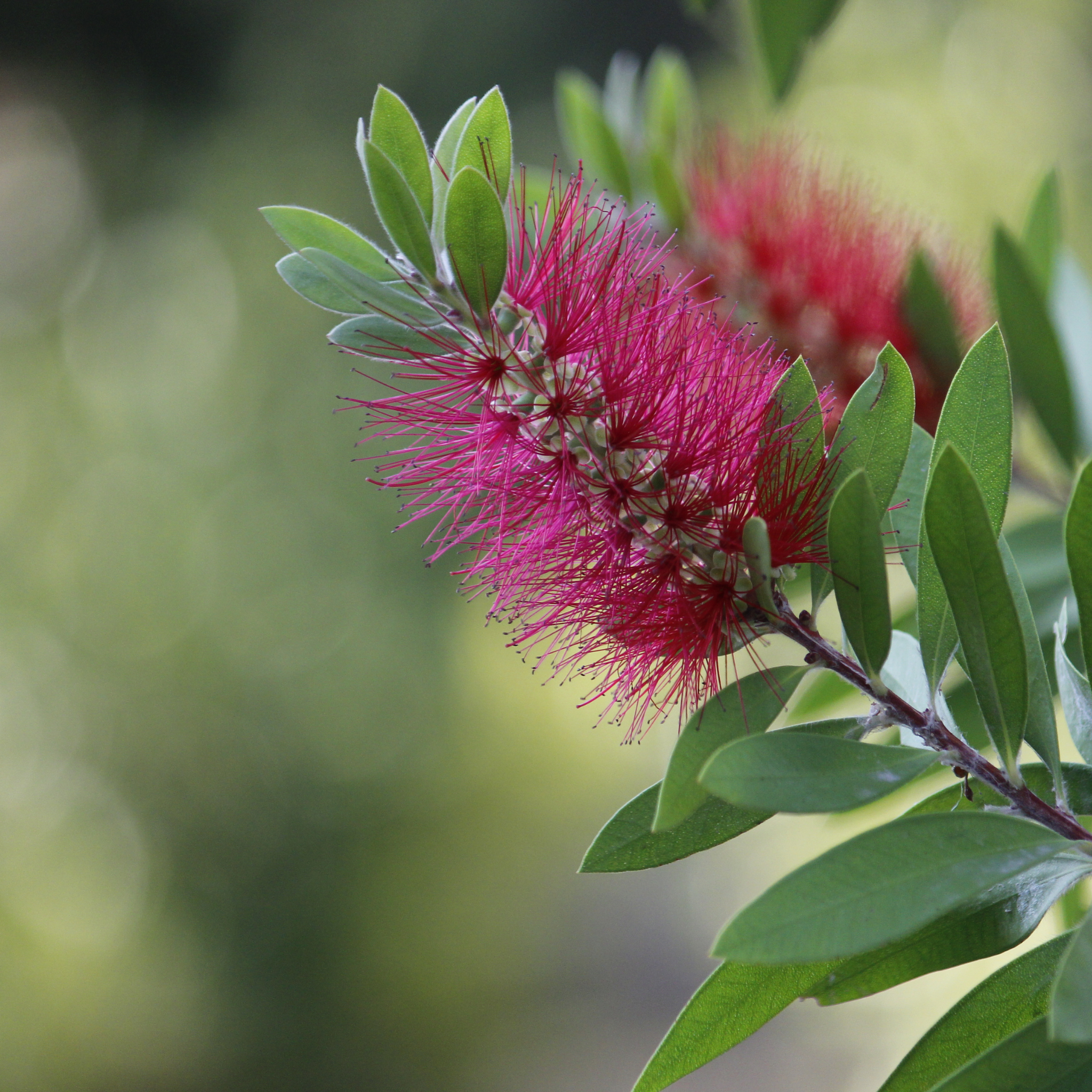Pink Bottlebrush - Callistemon hybrida 'Candy Pink'