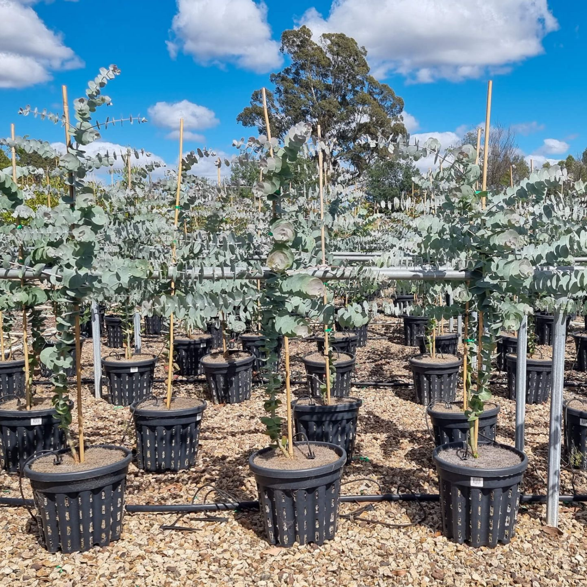 Silver Leaved Mountain Gum - Eucalyptus pulverulenta