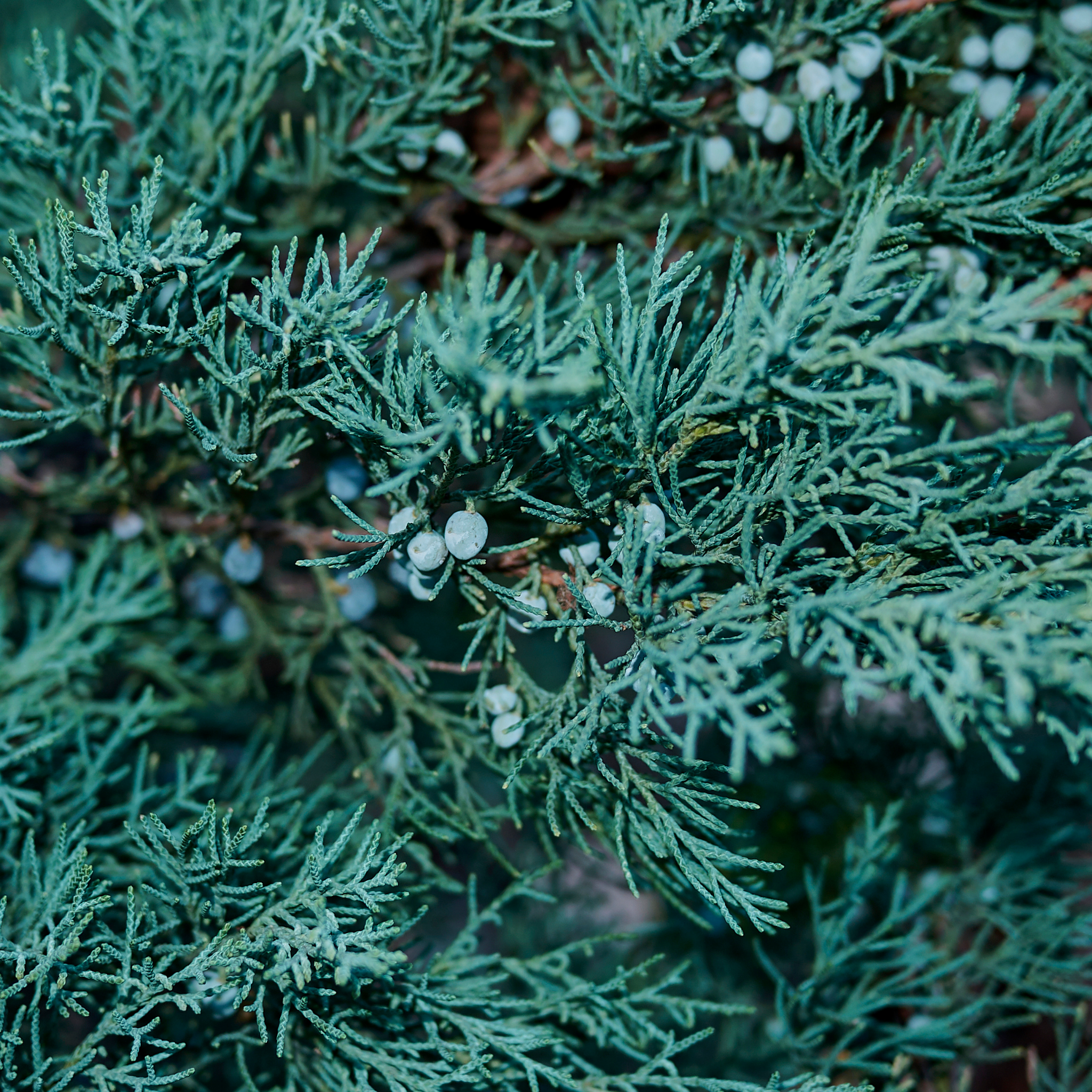 Rocky Mountain Juniper - Juniperus scopulorum 'Skyrocket' - Pencil Pine