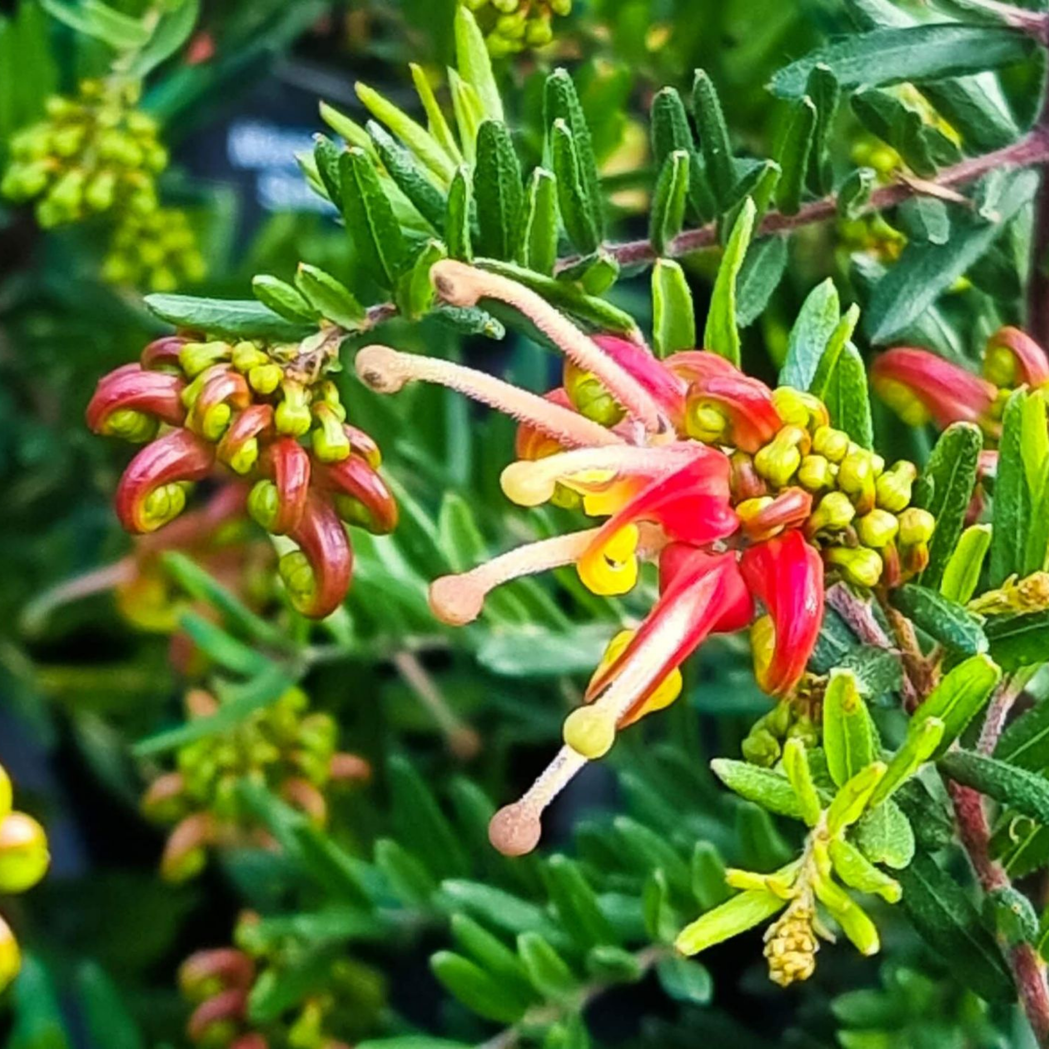 Grevillea 'Winter Flame' - Grevillea alpina rosmarinifoli Winter Flame