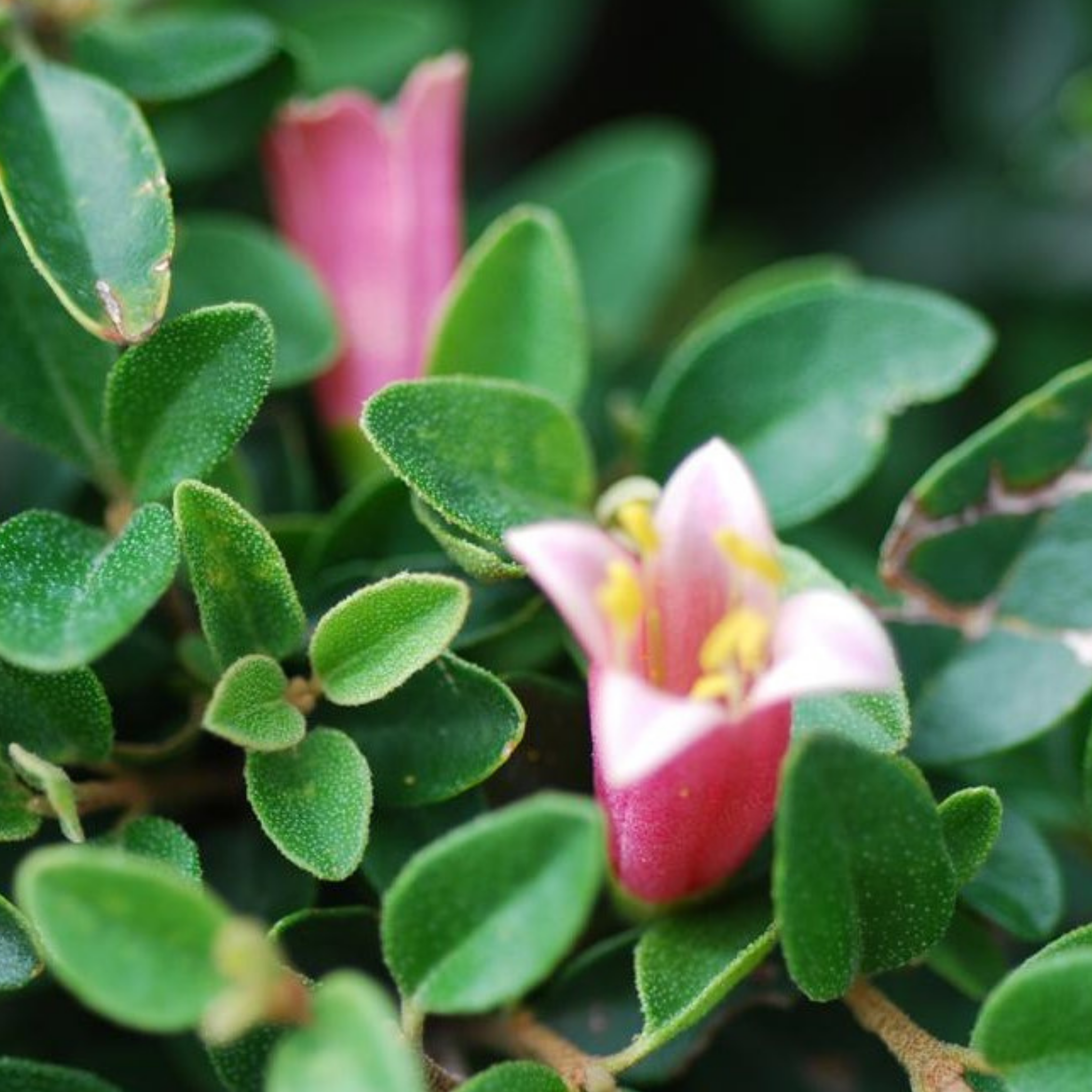Correa Native Fushsia - Correa reflexa pulchella 'Dusky Bells'