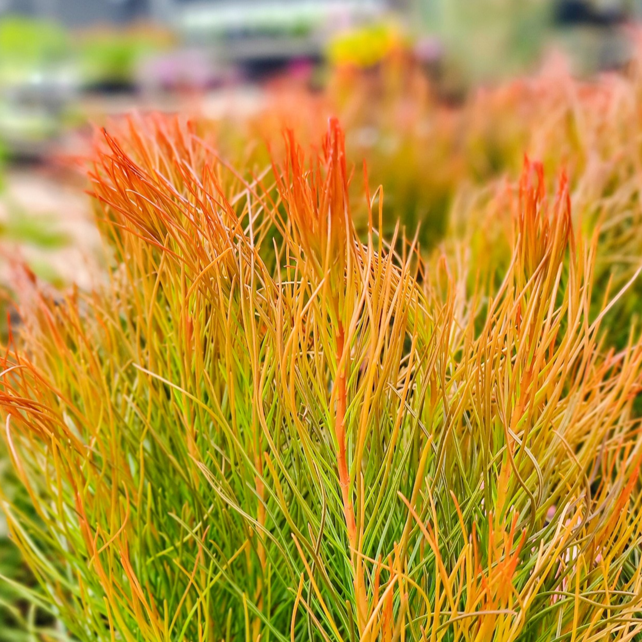 Featherbush Bronze Haze - Aulax cancellata 'Bronze Haze'