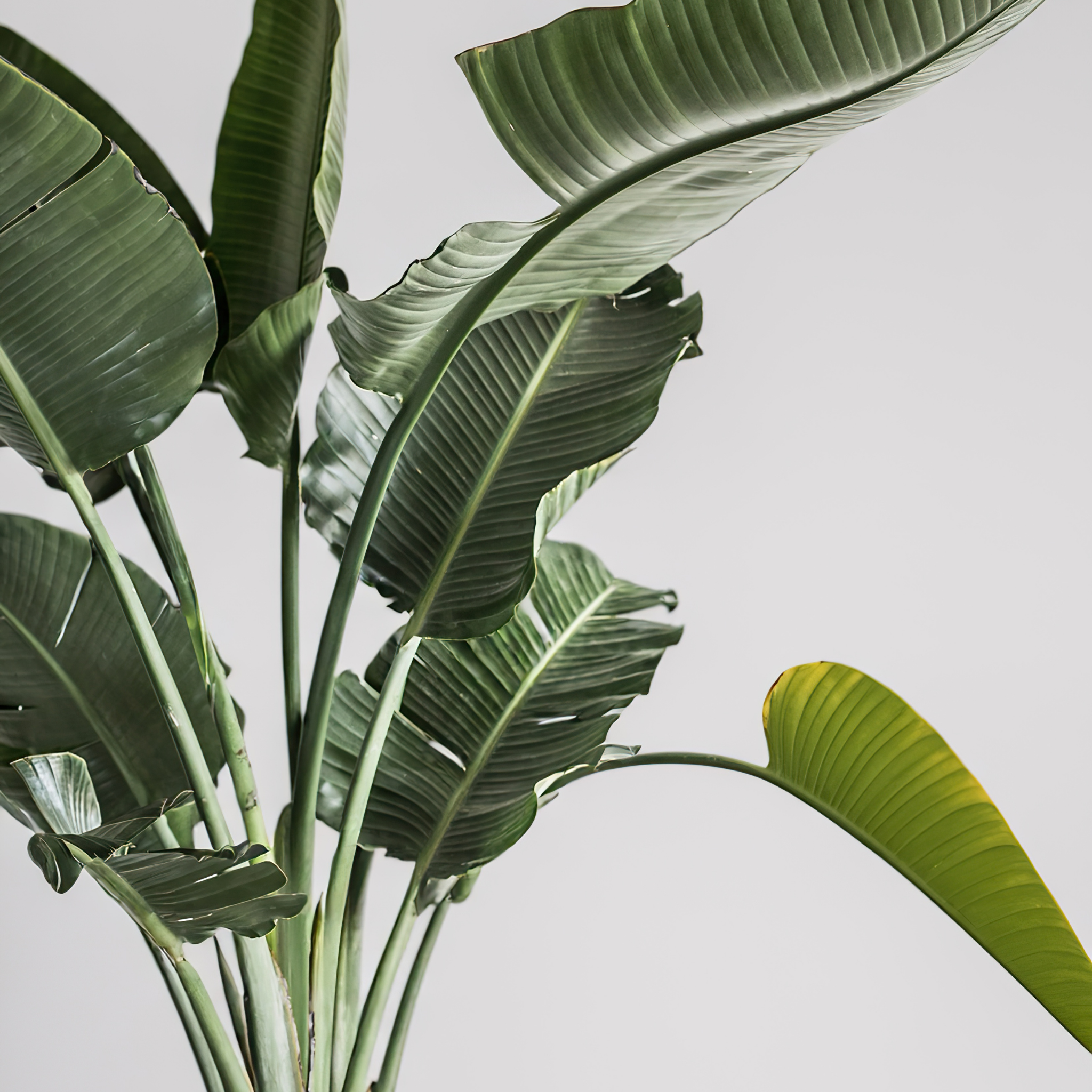 Giant White Bird of Paradise - Strelitzia nicolai