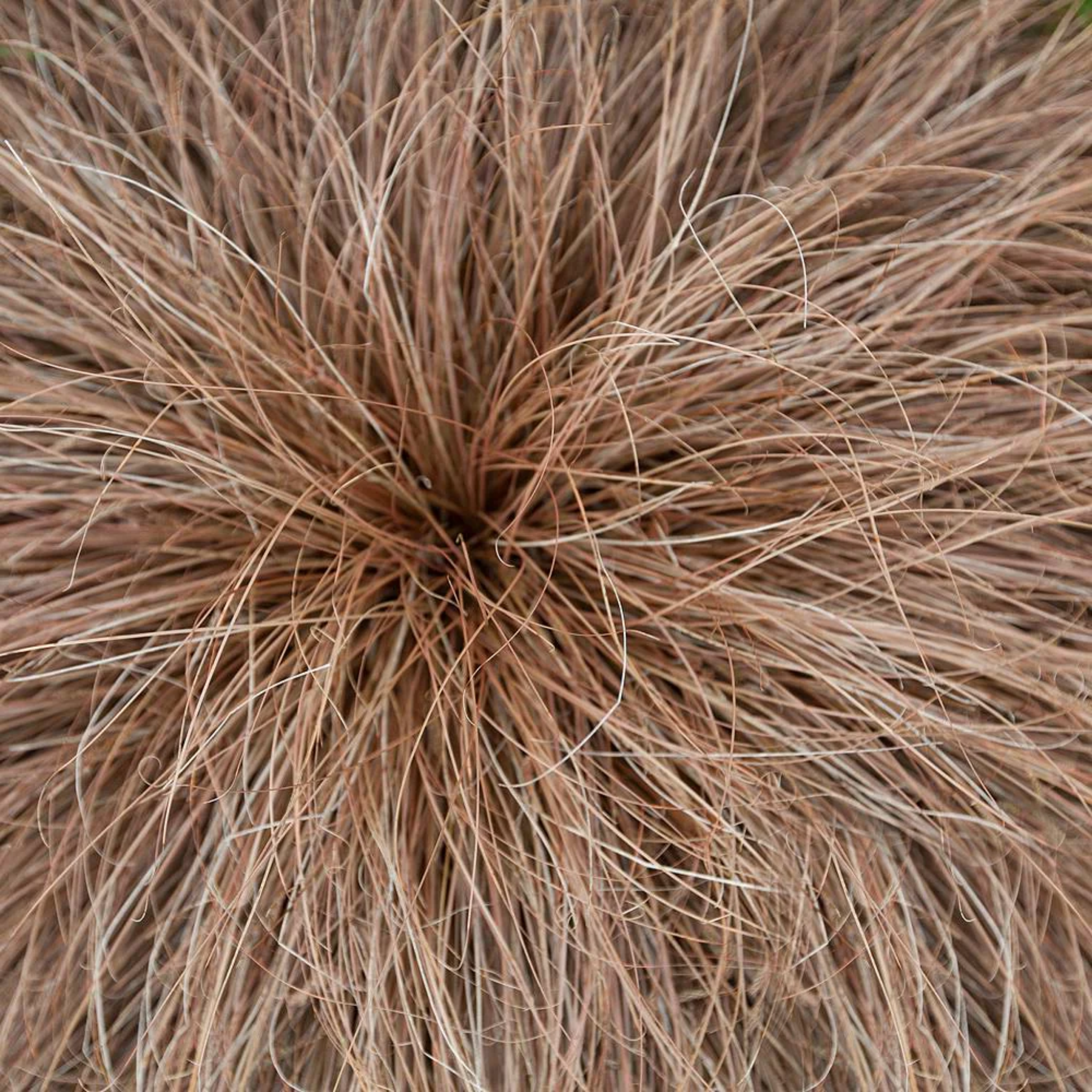 Close-up of dried grass with a brown color.