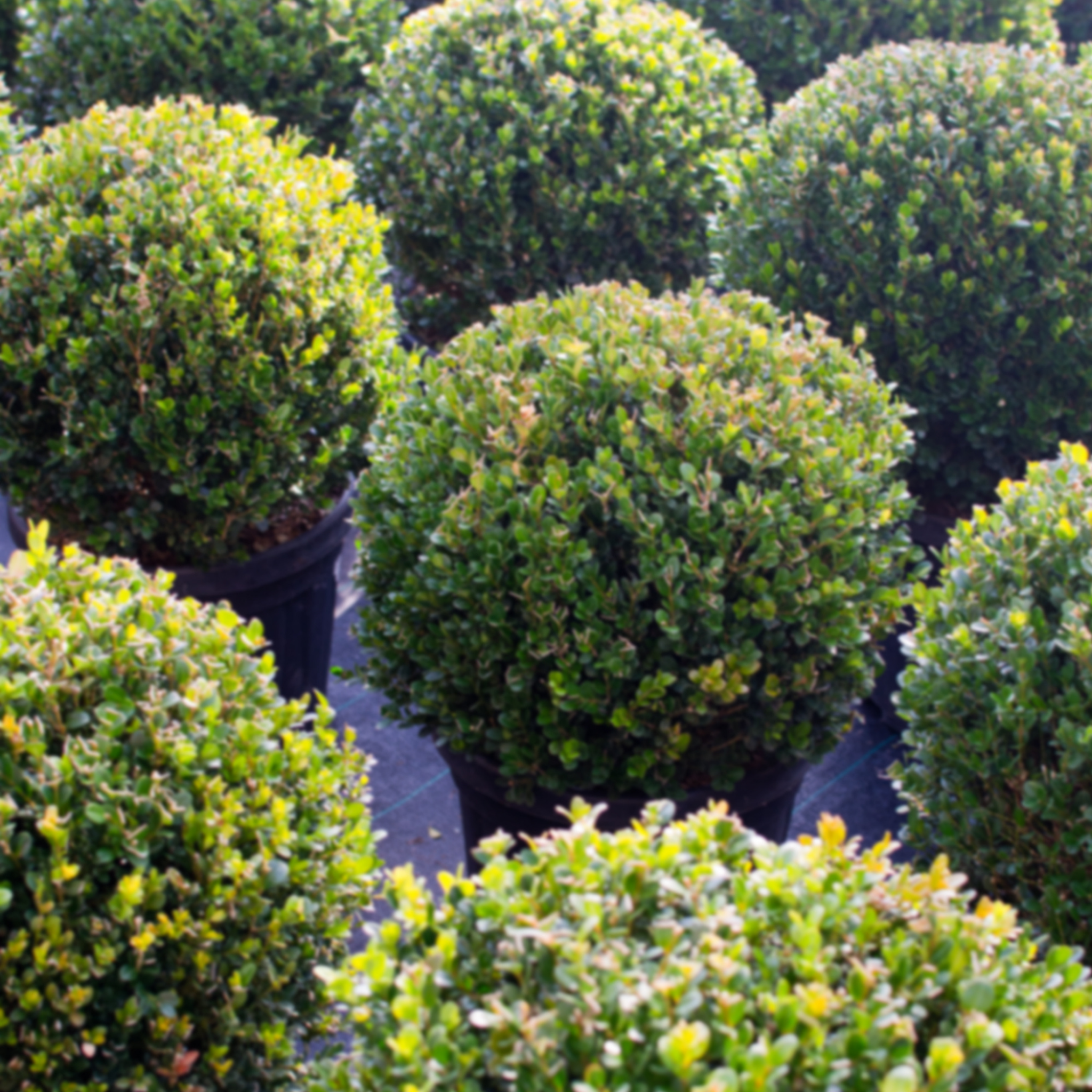 Group of spherical green shrubs in pots