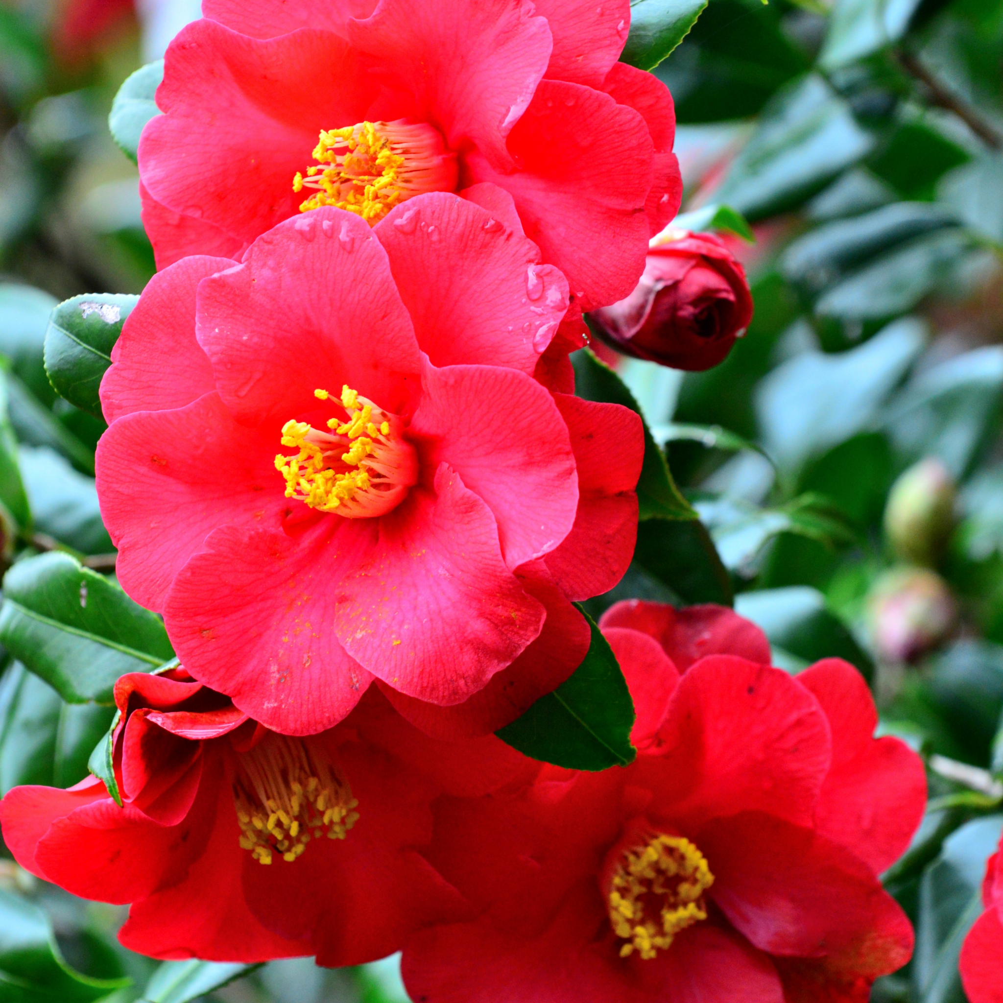 Camellia japonica Wildfire