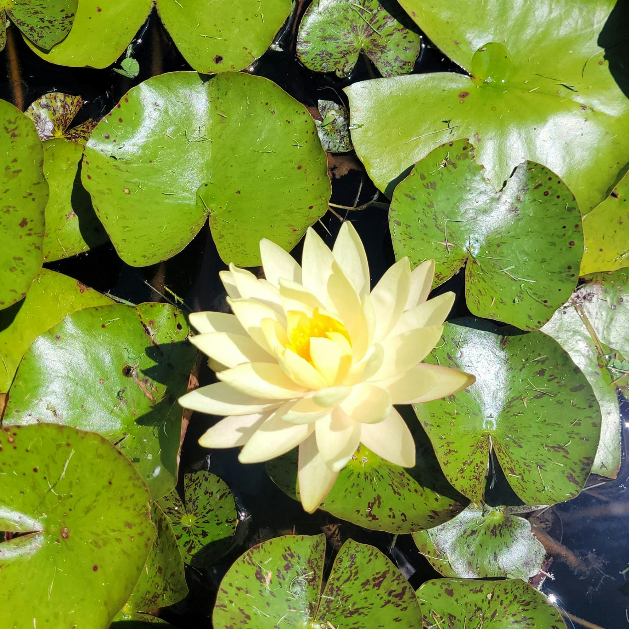 Yellow Water Lily - Nymphaea hybrida Yellow