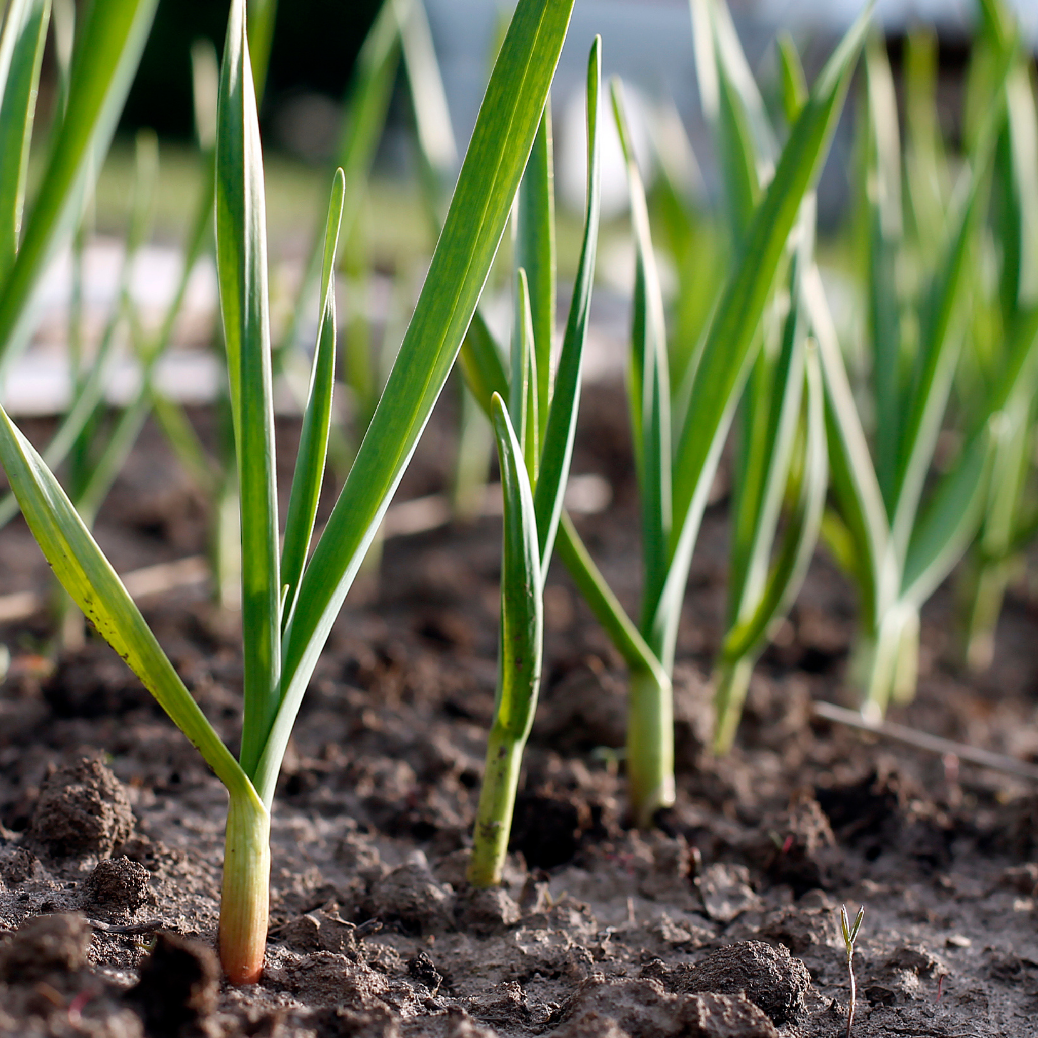 Garlic Chives - Allium tuberosum
