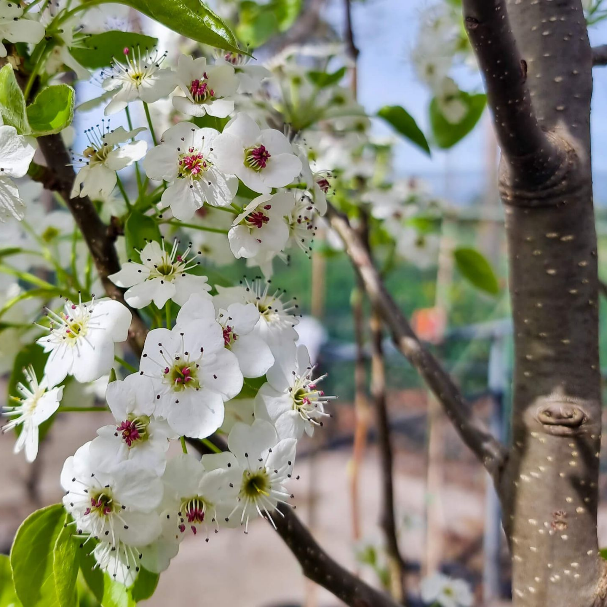 Ornamental Callery Pear Cleveland Select - Pyrus calleryana Cleveland Select