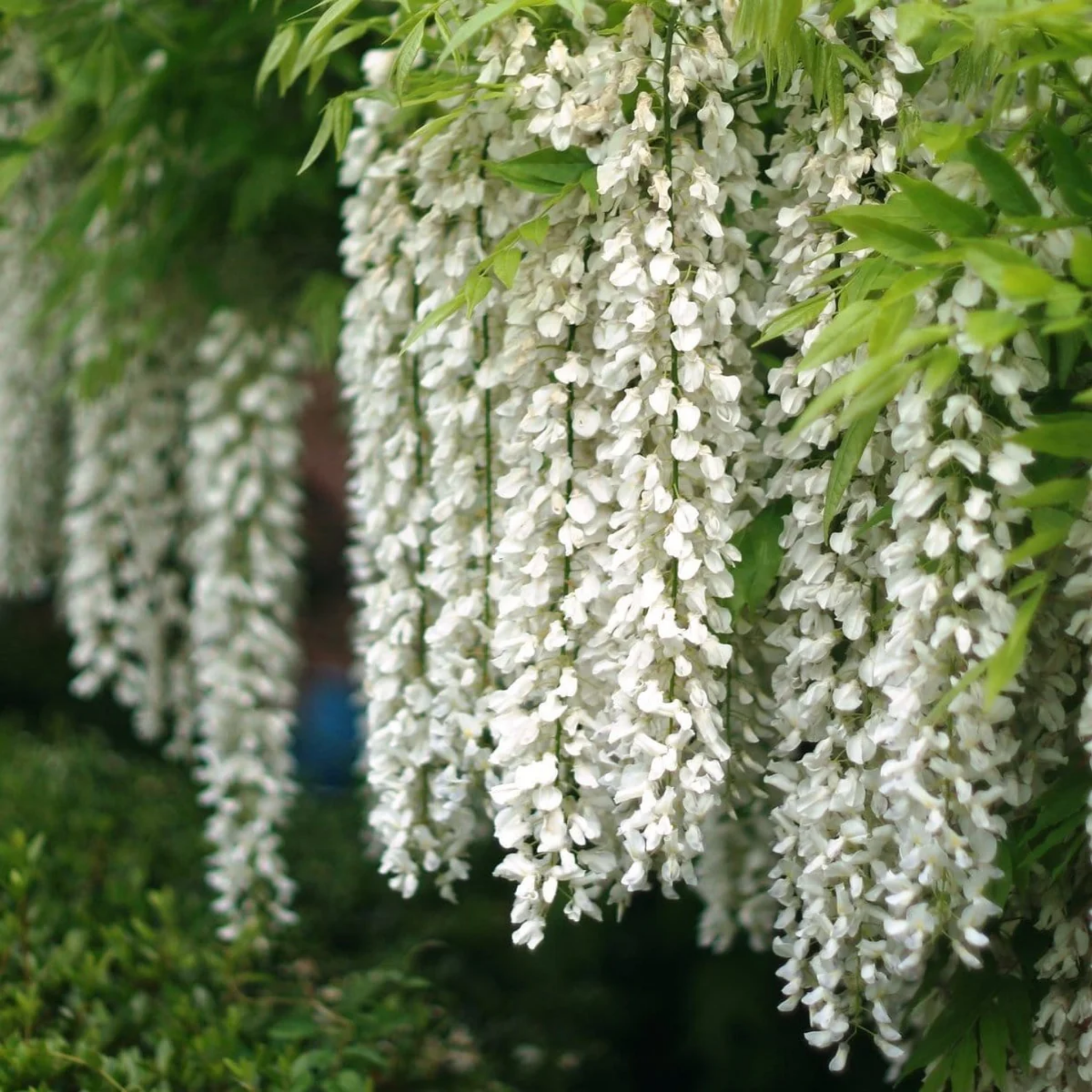 White Japanese Wisteria - Wisteria floribunda Alba