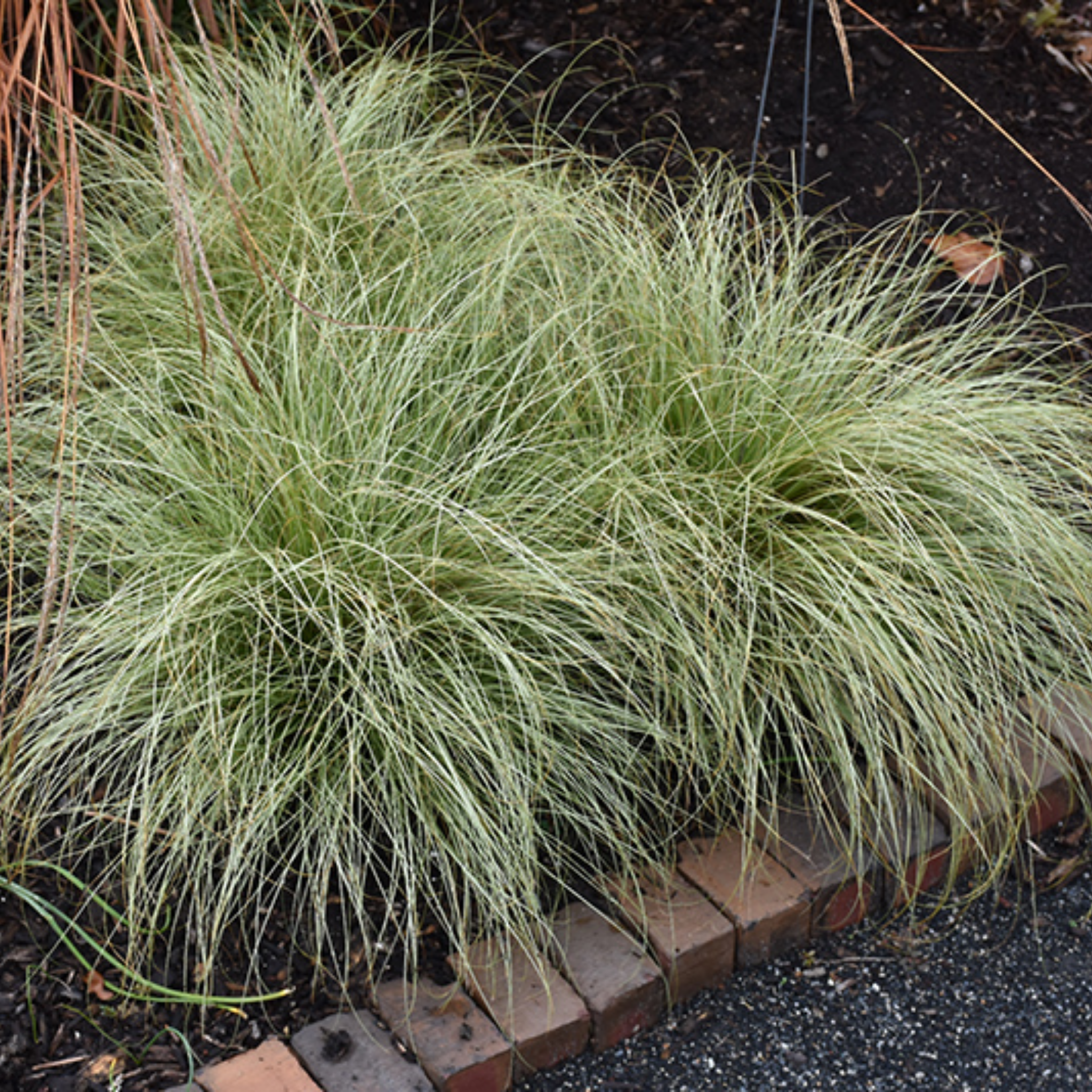 Green grass plants growing in a garden bed with bricks and dark soil.