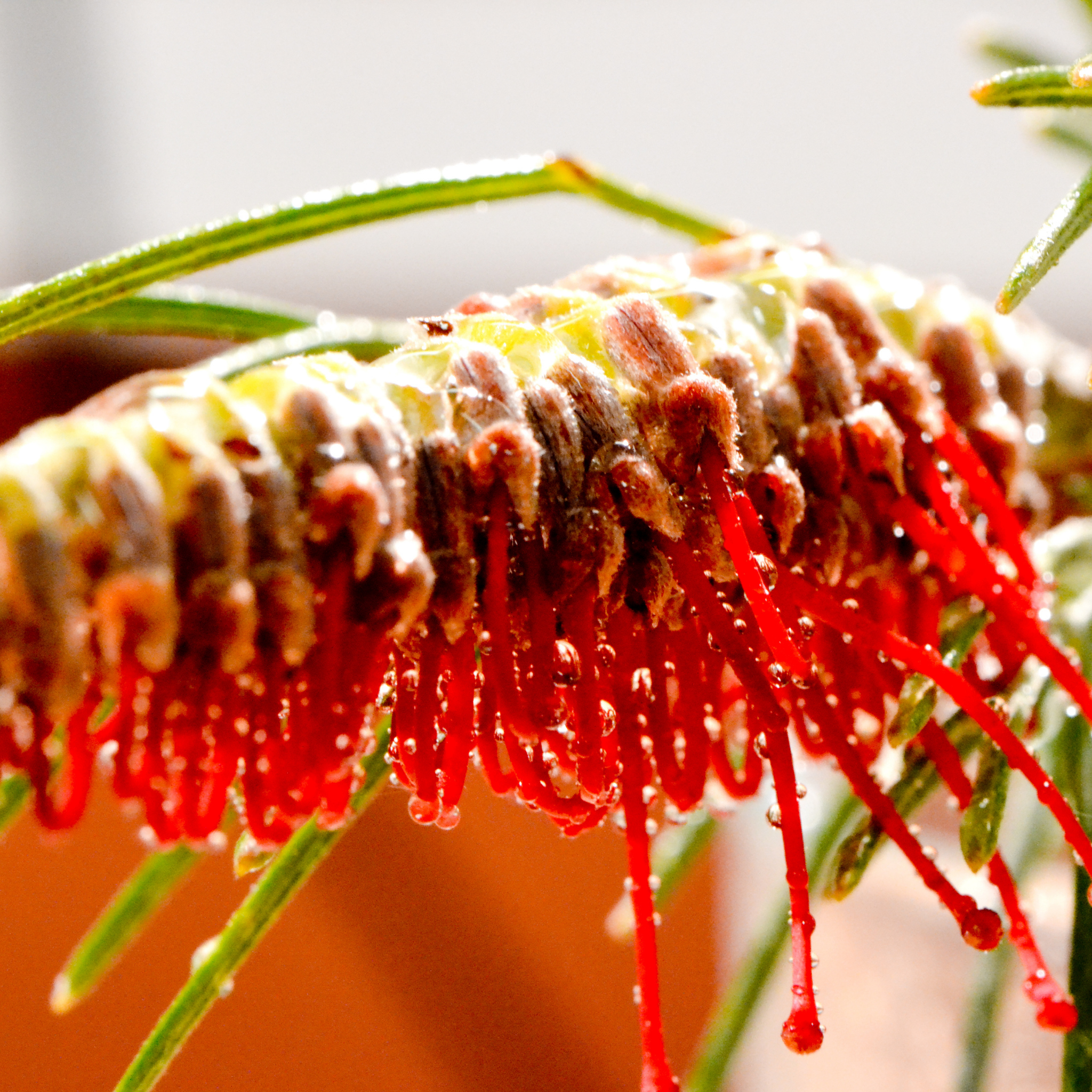 Grevillea 'Red Hooks' - Grevillea longifolia tetragonoloba Red Hooks