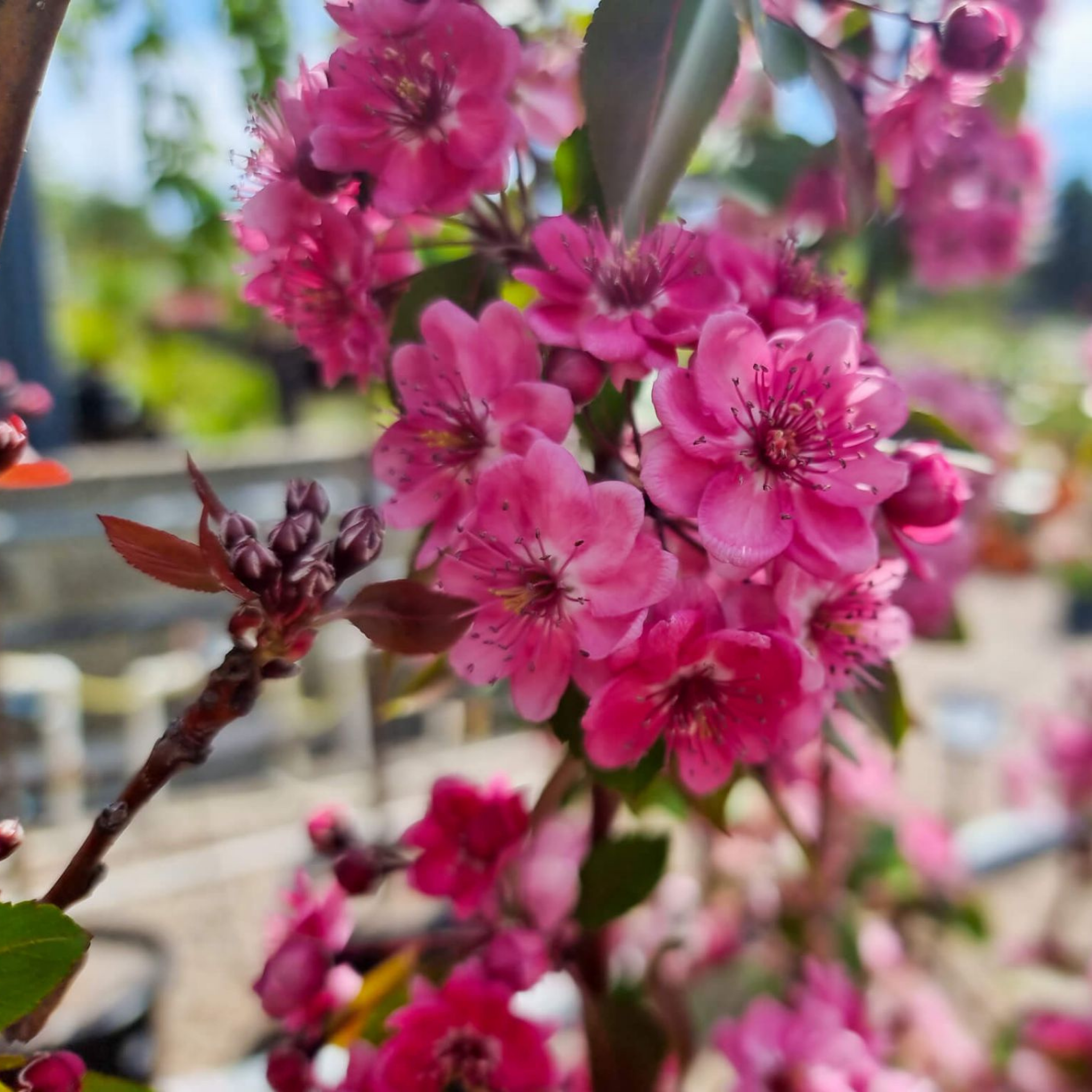 Yunnan Crabapple - Malus yunnanensis Wychwood Ruby PBR