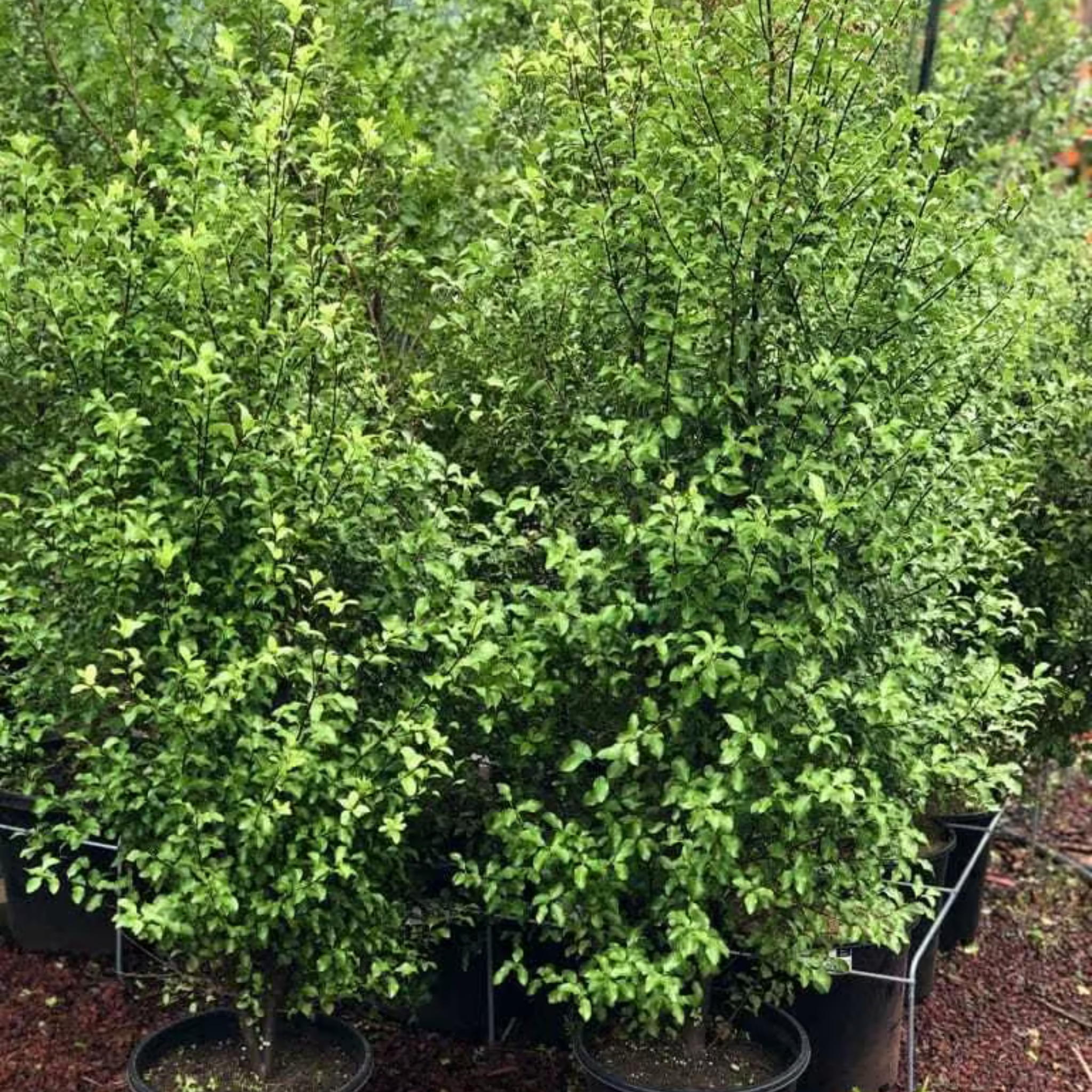 Group of green shrubs in pots with a natural outdoor background