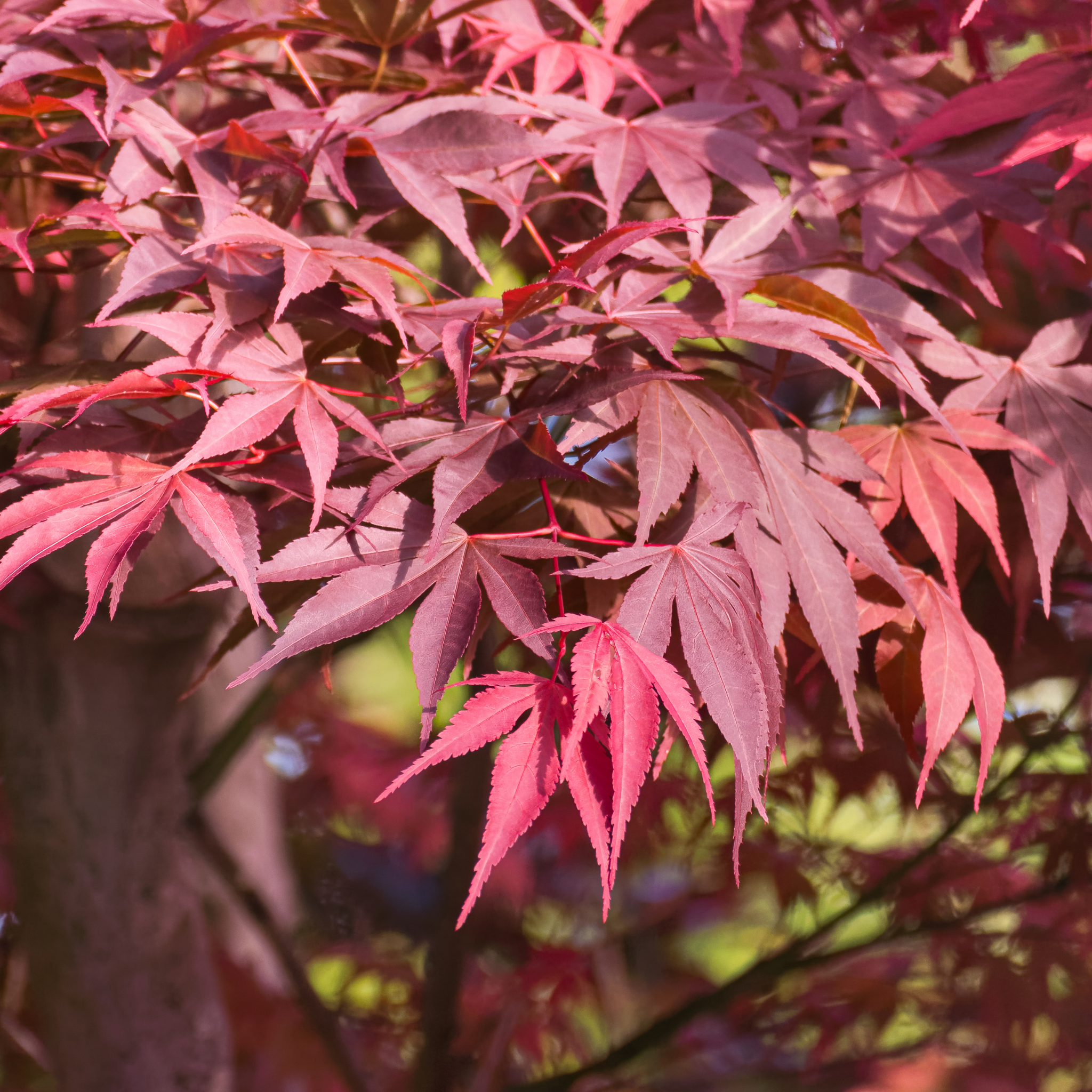 Close-up of vibrant pink maple leaves with a blurred background