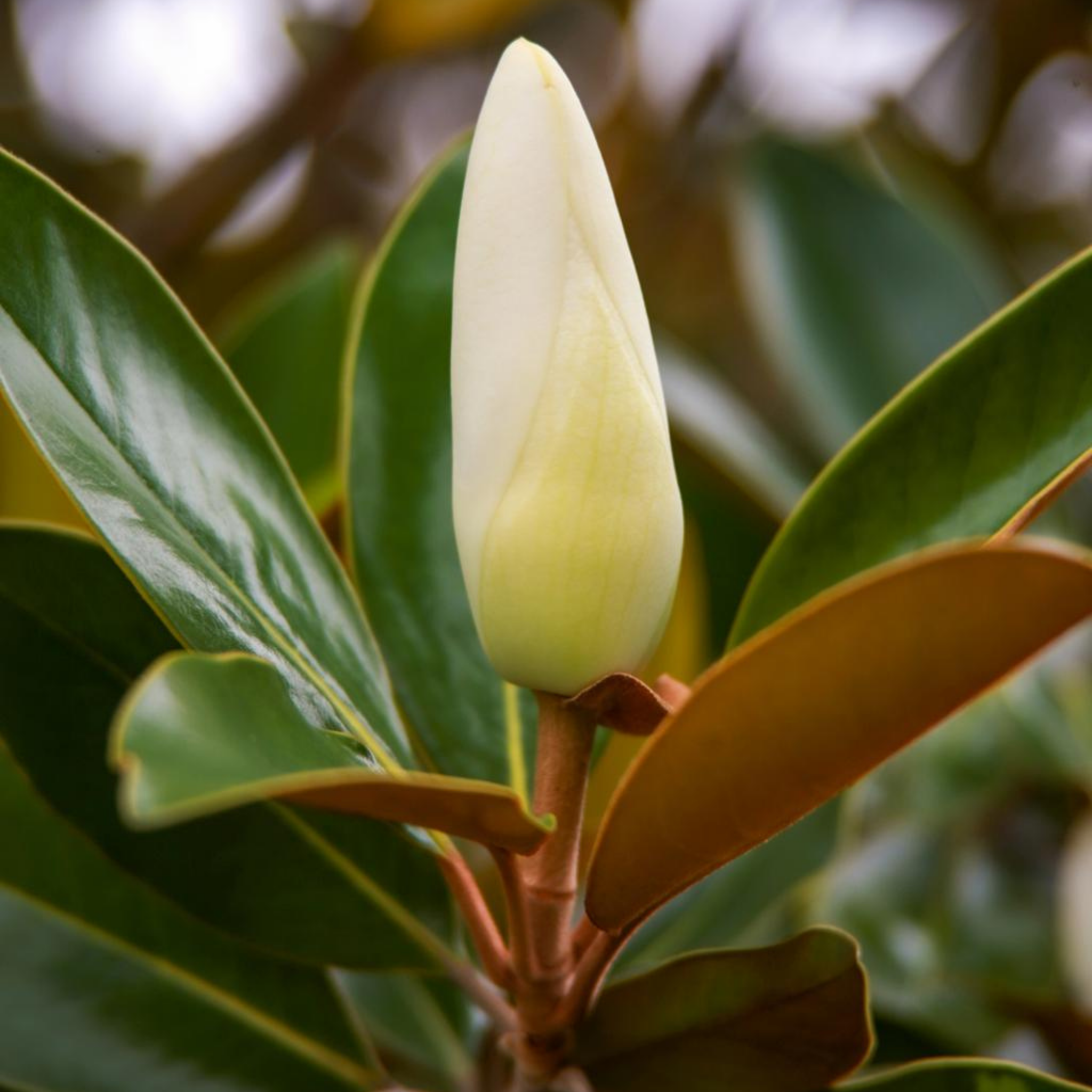 Magnolia Sweet Spire - Magnolia grandiflora Sweet Spire