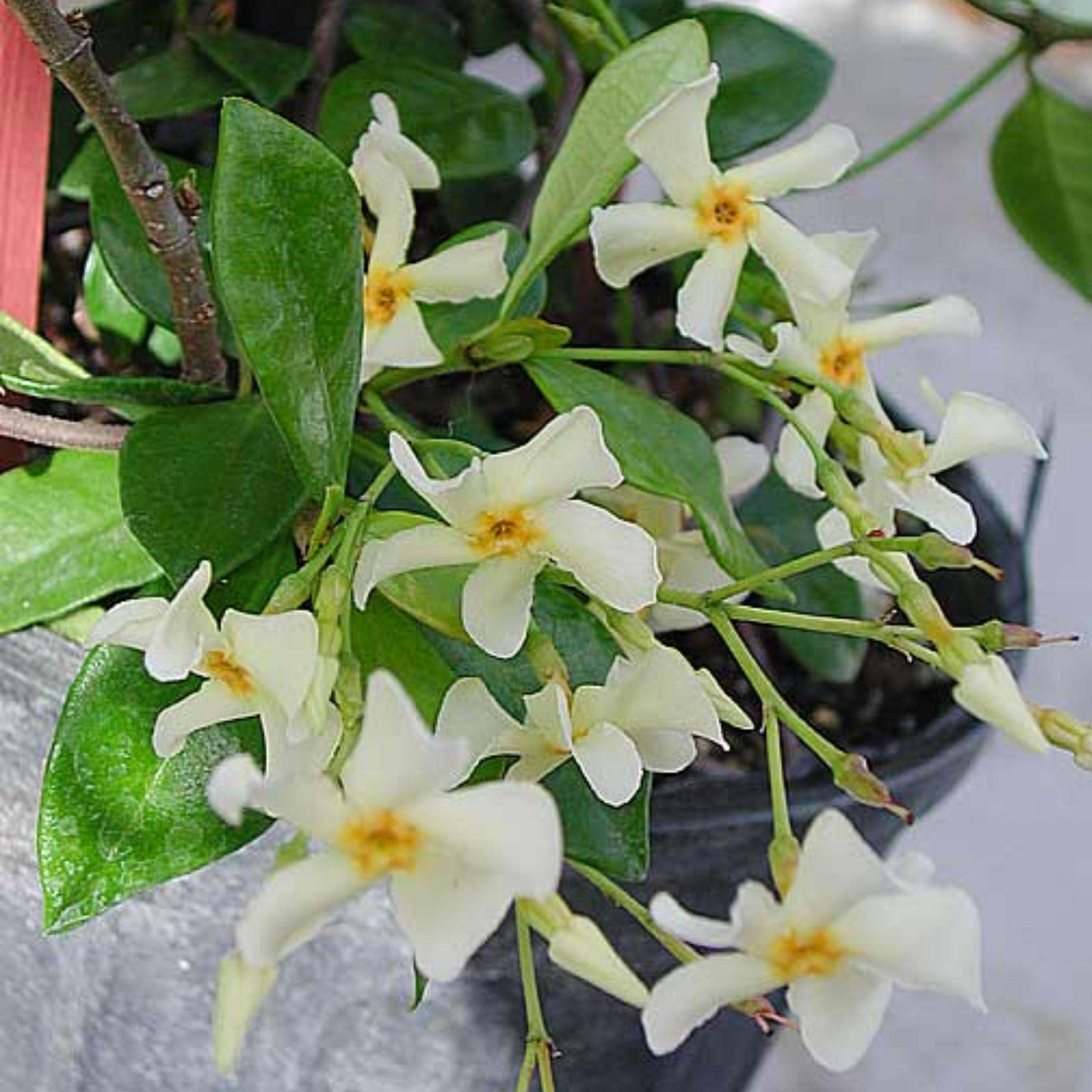 Japanese Star Jasmine - Trachelospermum asiaticum
