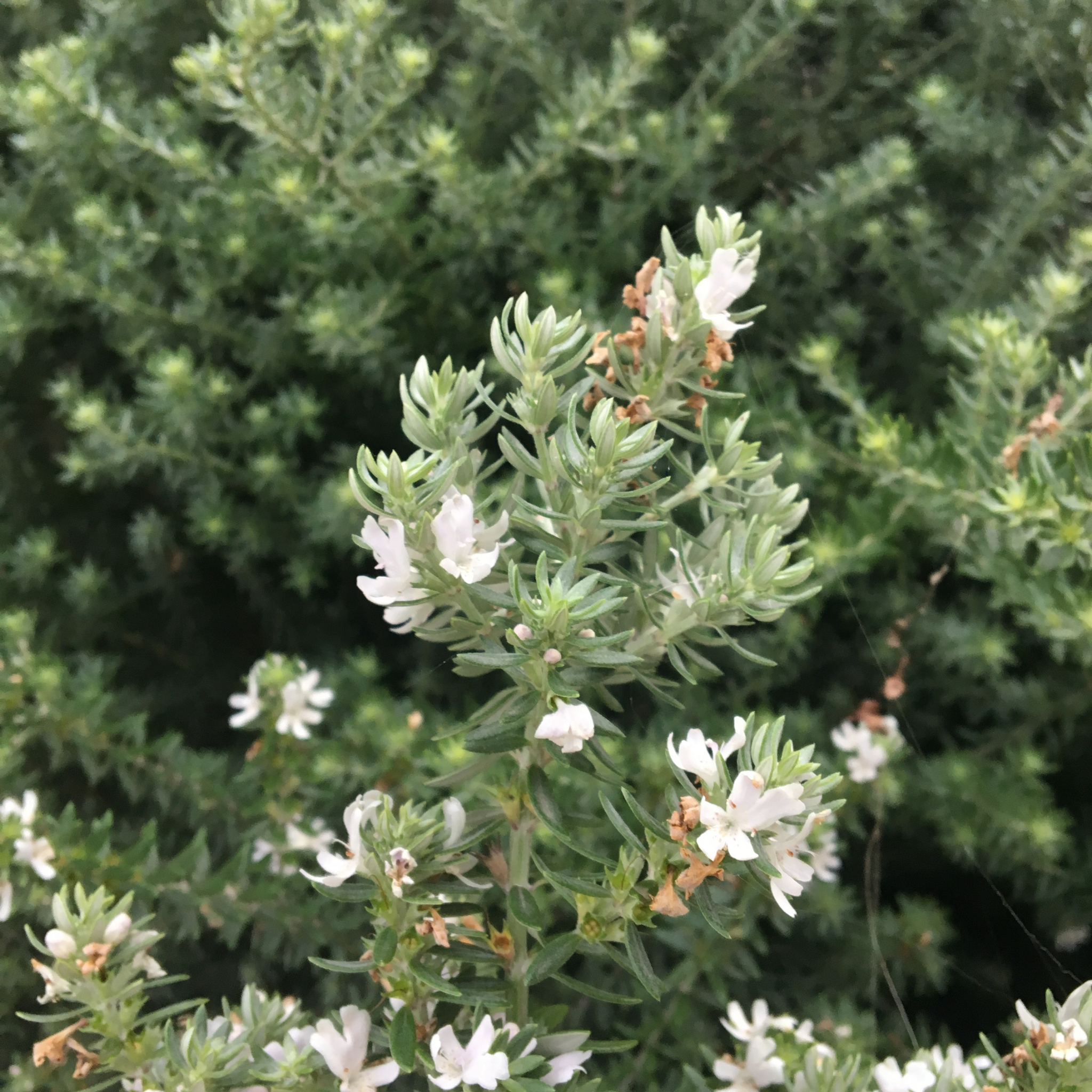 Grey Box Native Rosemary - Westringia fruticosa Grey Box