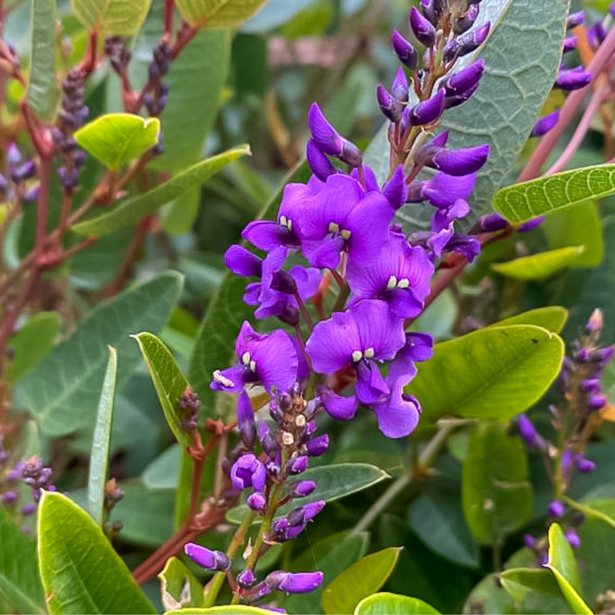 Dwarf Native Wisteria - Hardenbergia violacea 'Mini Haha'
