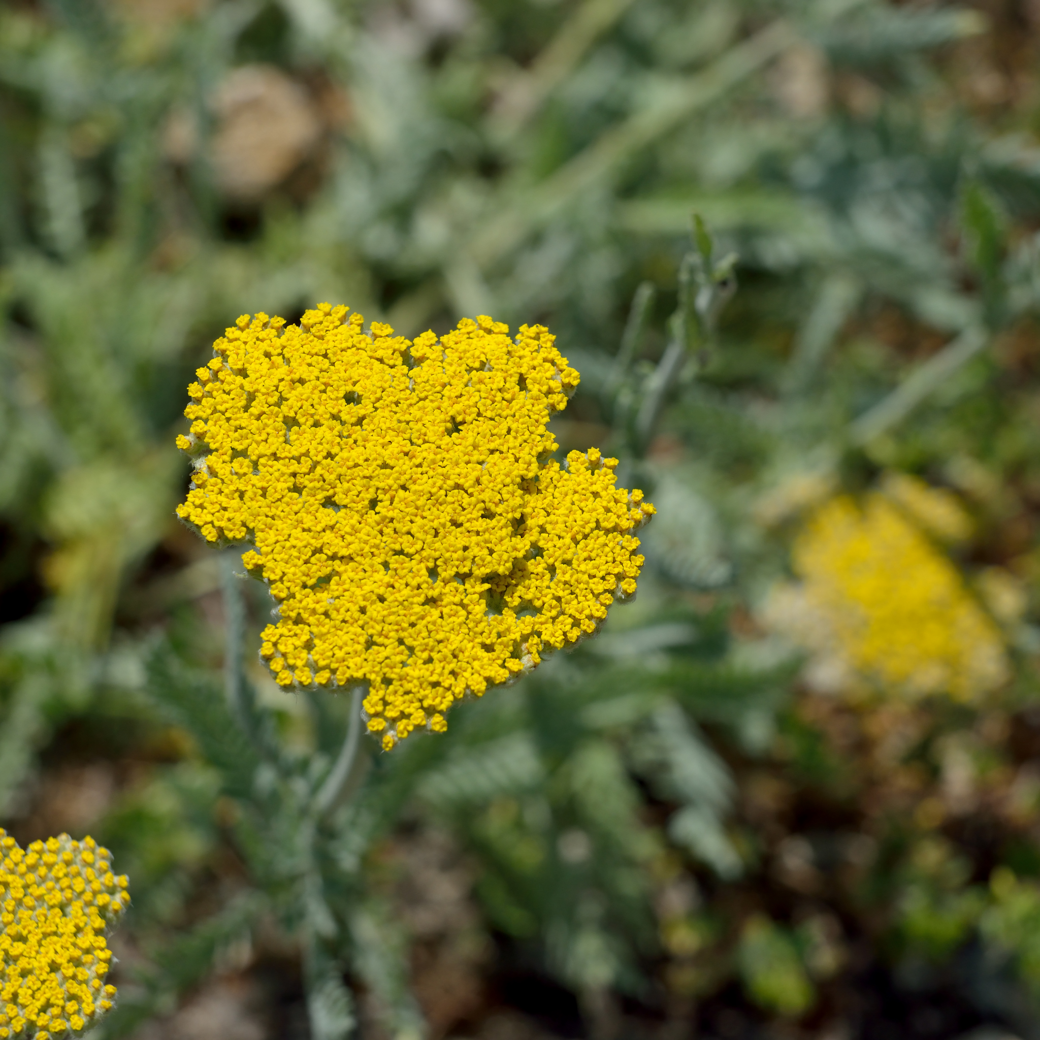 Ornamental Yarrow - Achillea clypeolata